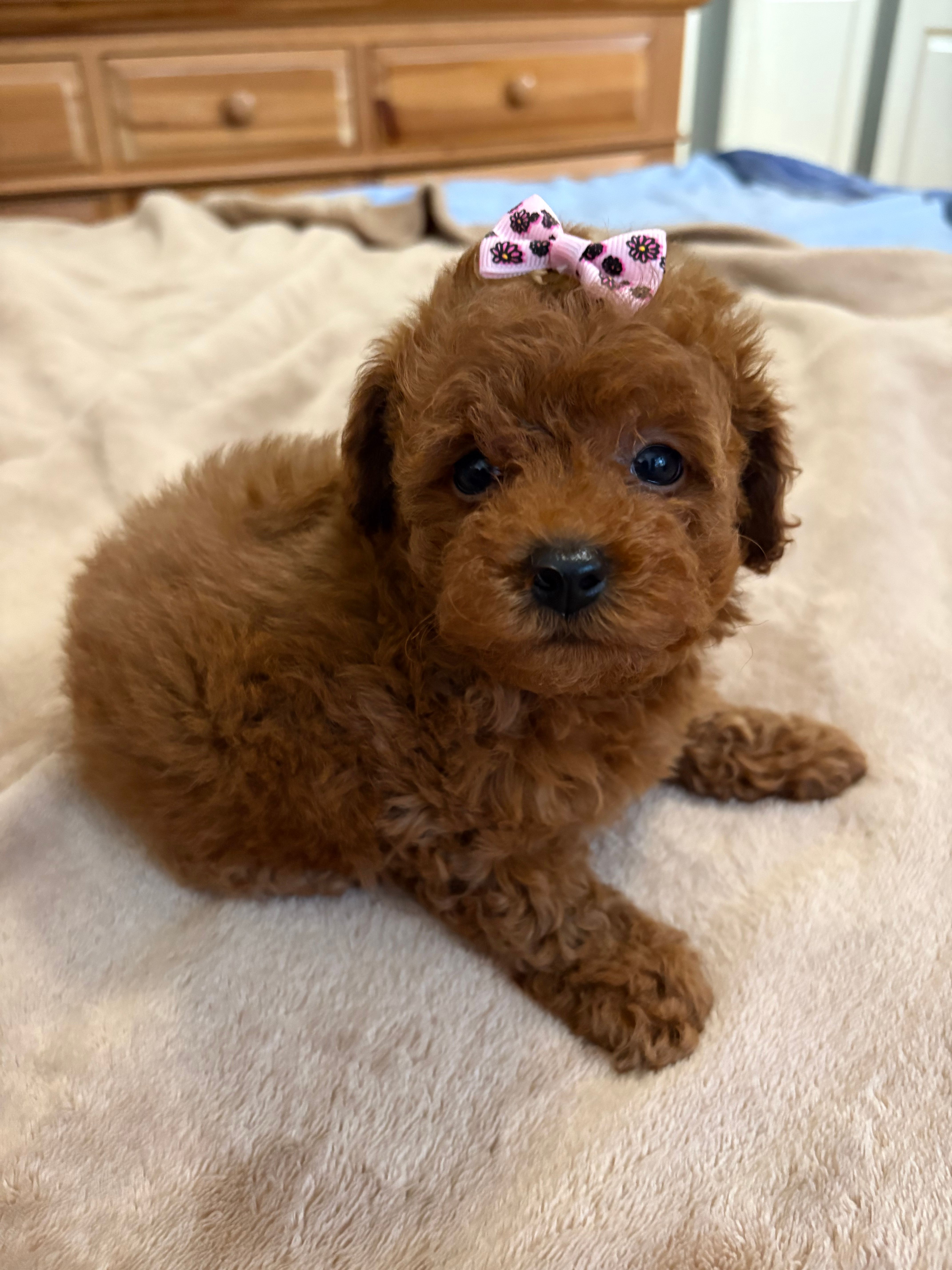 Clove Akc – Poodle - Toy  puppy for sale in Miami, FL