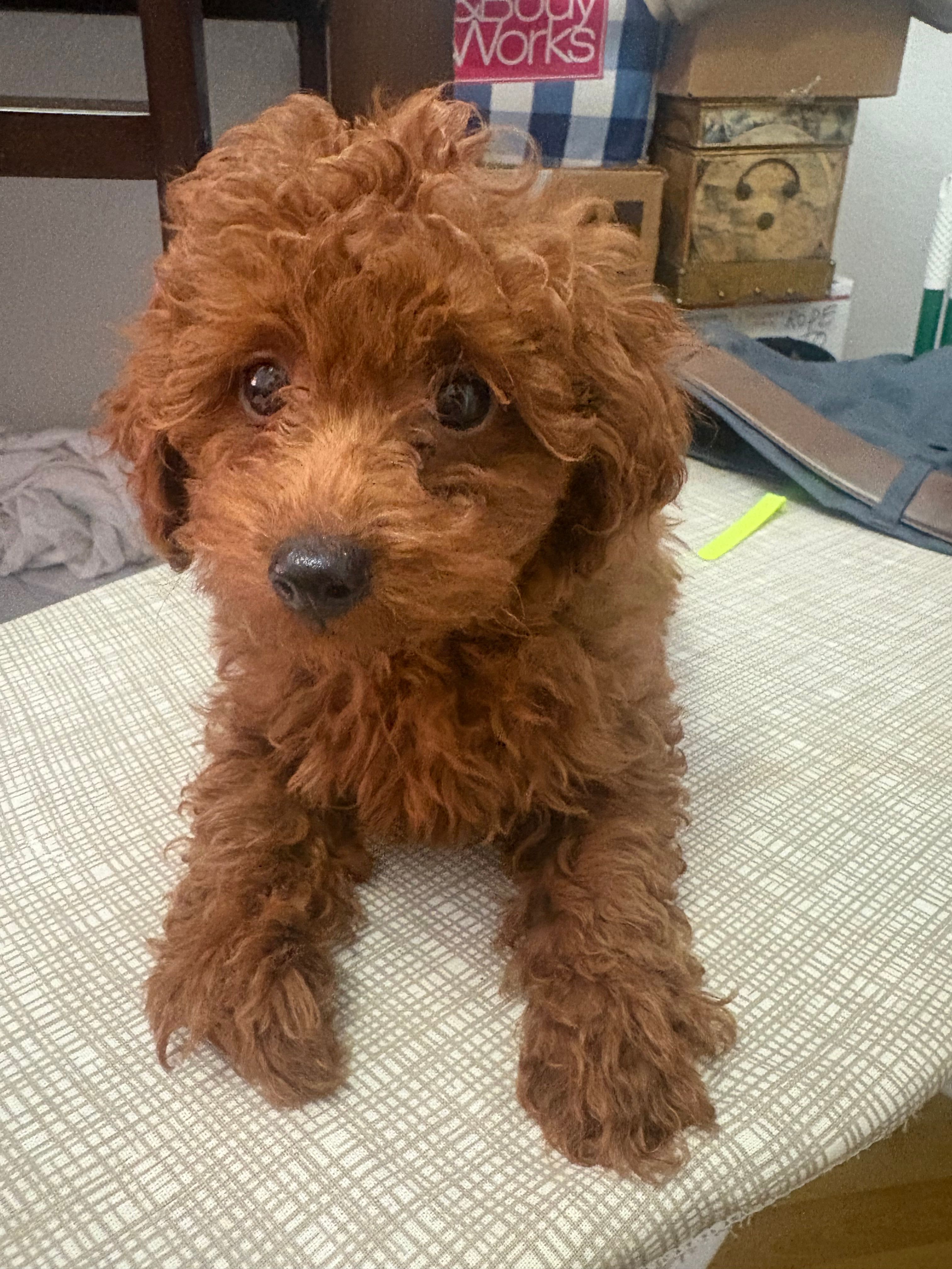 Mimi AKC – Poodle - Toy  puppy for sale in Miami, FL