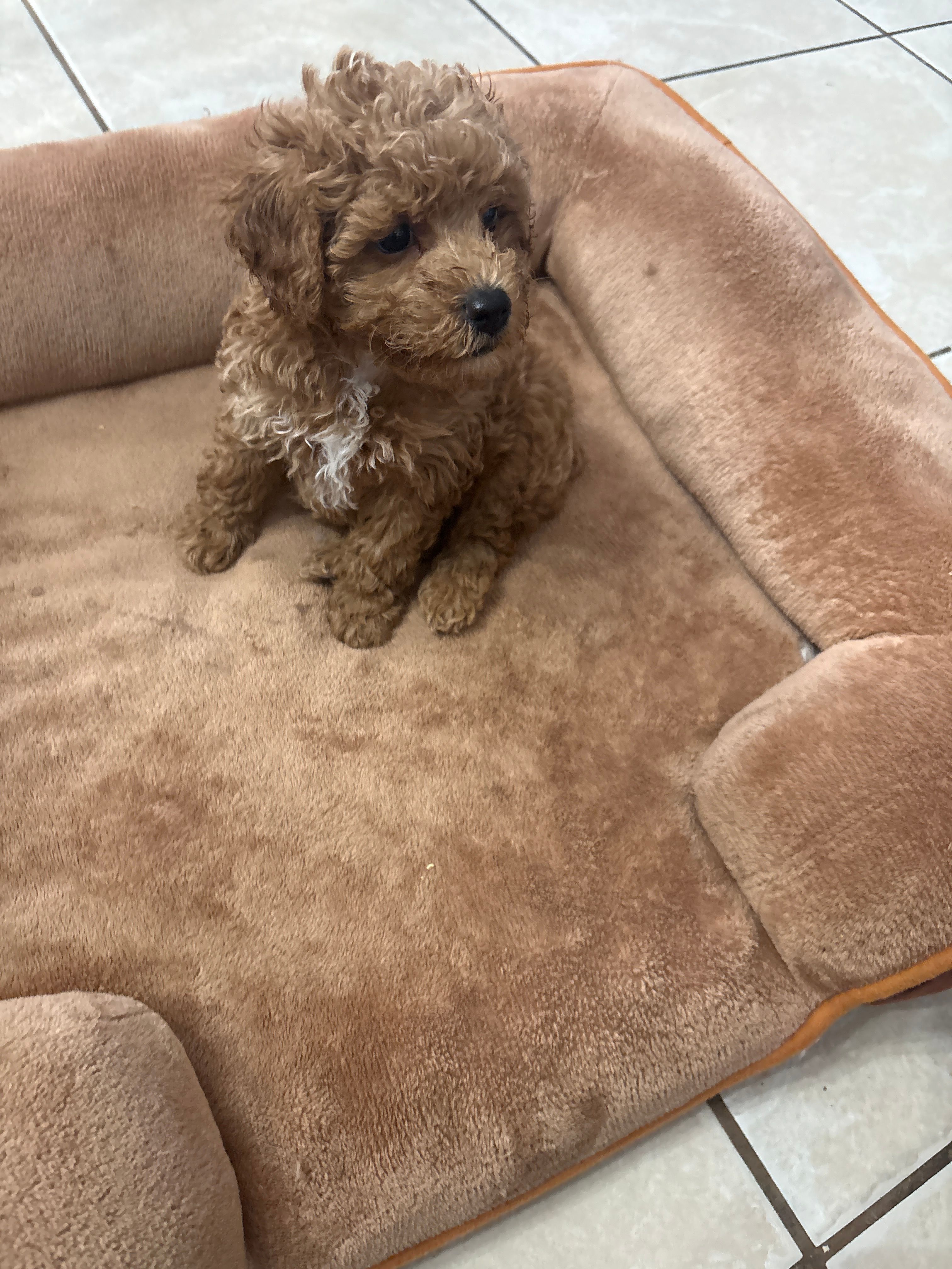 Rocky AKC  – Poodle - Toy  puppy for sale in Miami, FL