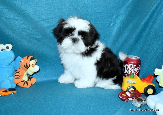 Pebbles B1 Boy – Shih Tzu puppy for sale in Goff, KS