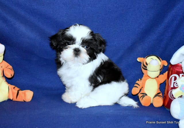 JuJu's B2 Boy – Shih Tzu puppy for sale in Goff, KS