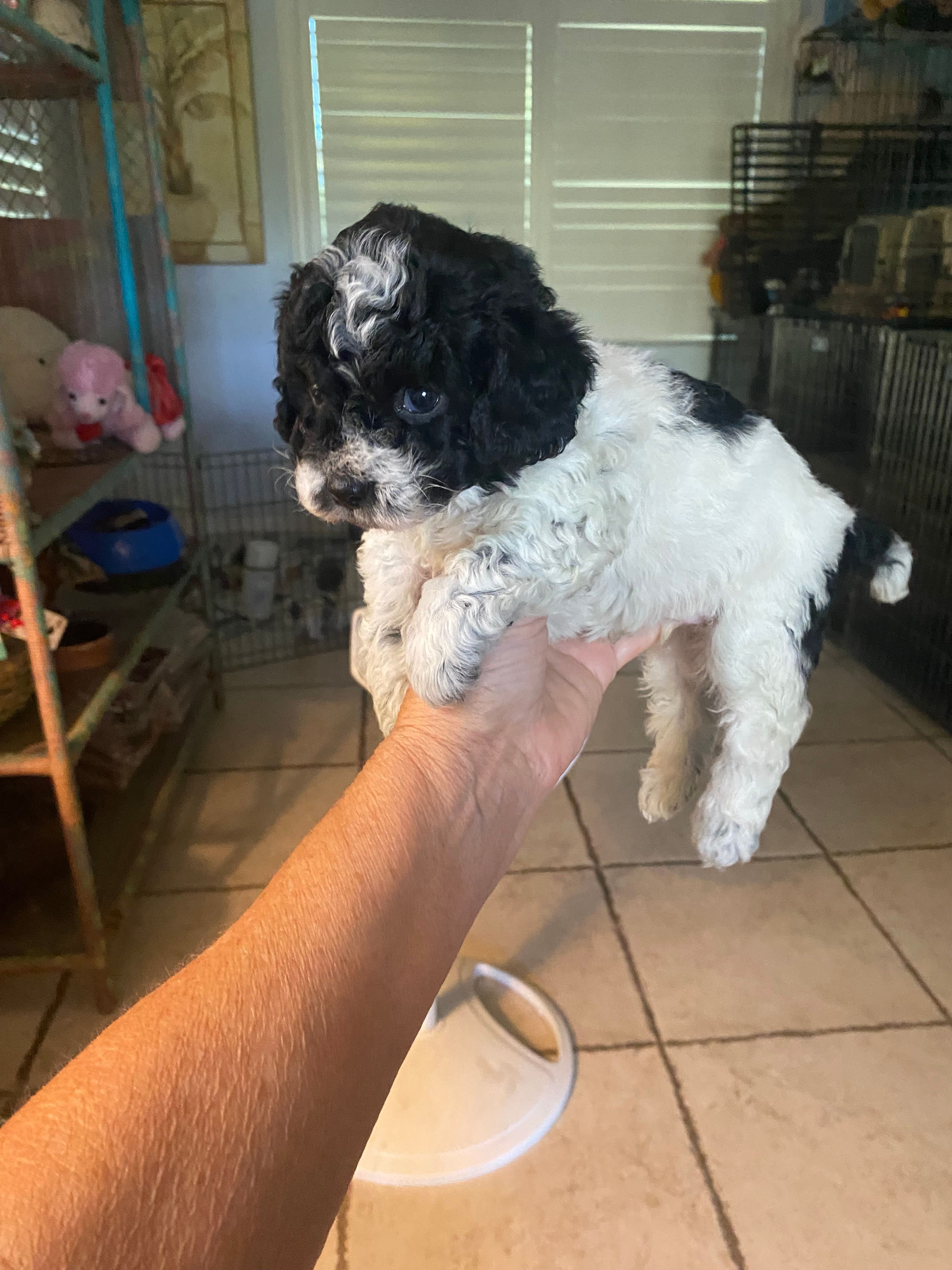Kona – Poodle - Toy  puppy for sale in St. Petersburg, FL