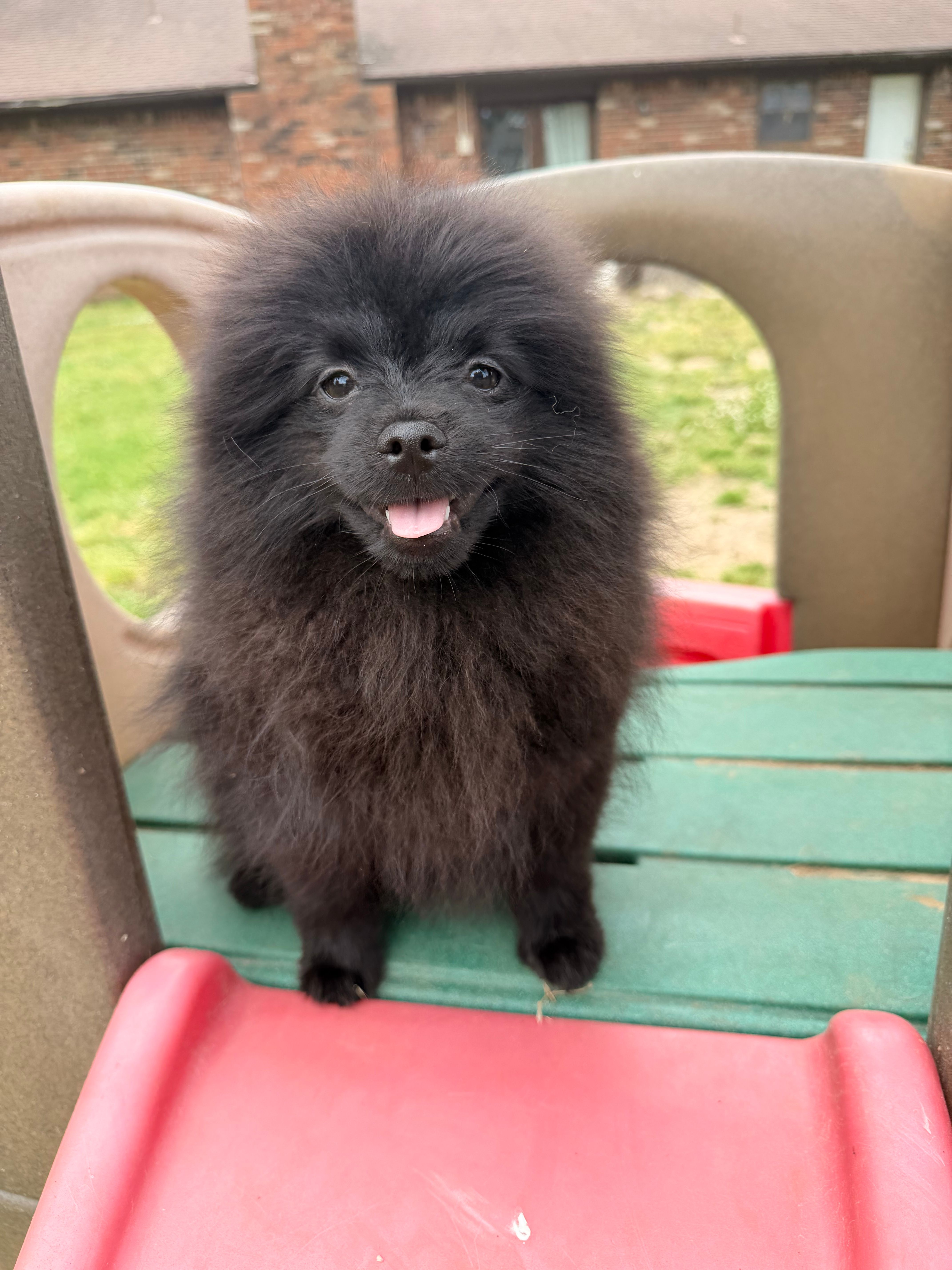 Maxamillion  – Pomeranian puppy for sale in Dewey, OK