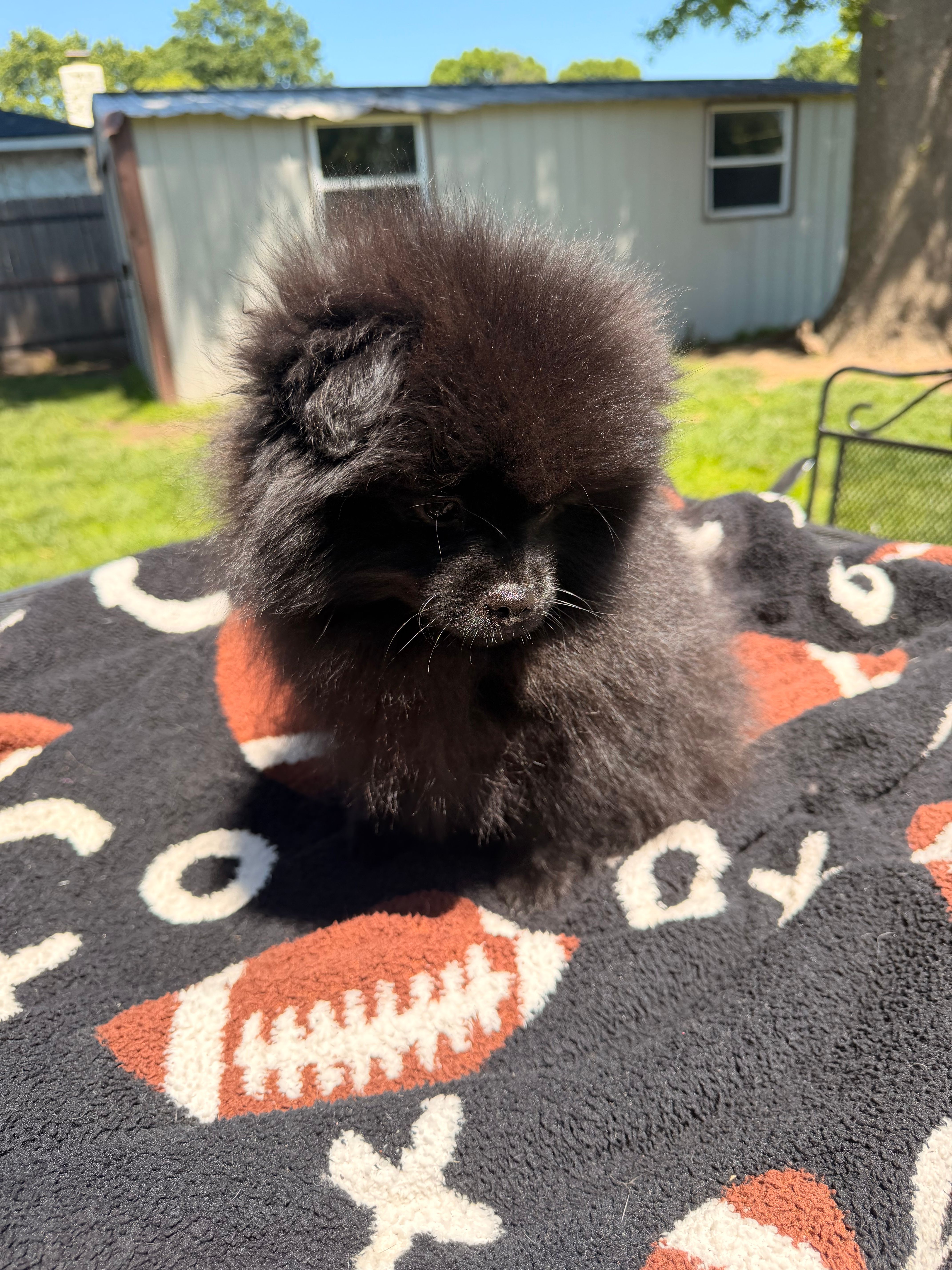 Blackie – Pomeranian puppy for sale in Dewey, OK