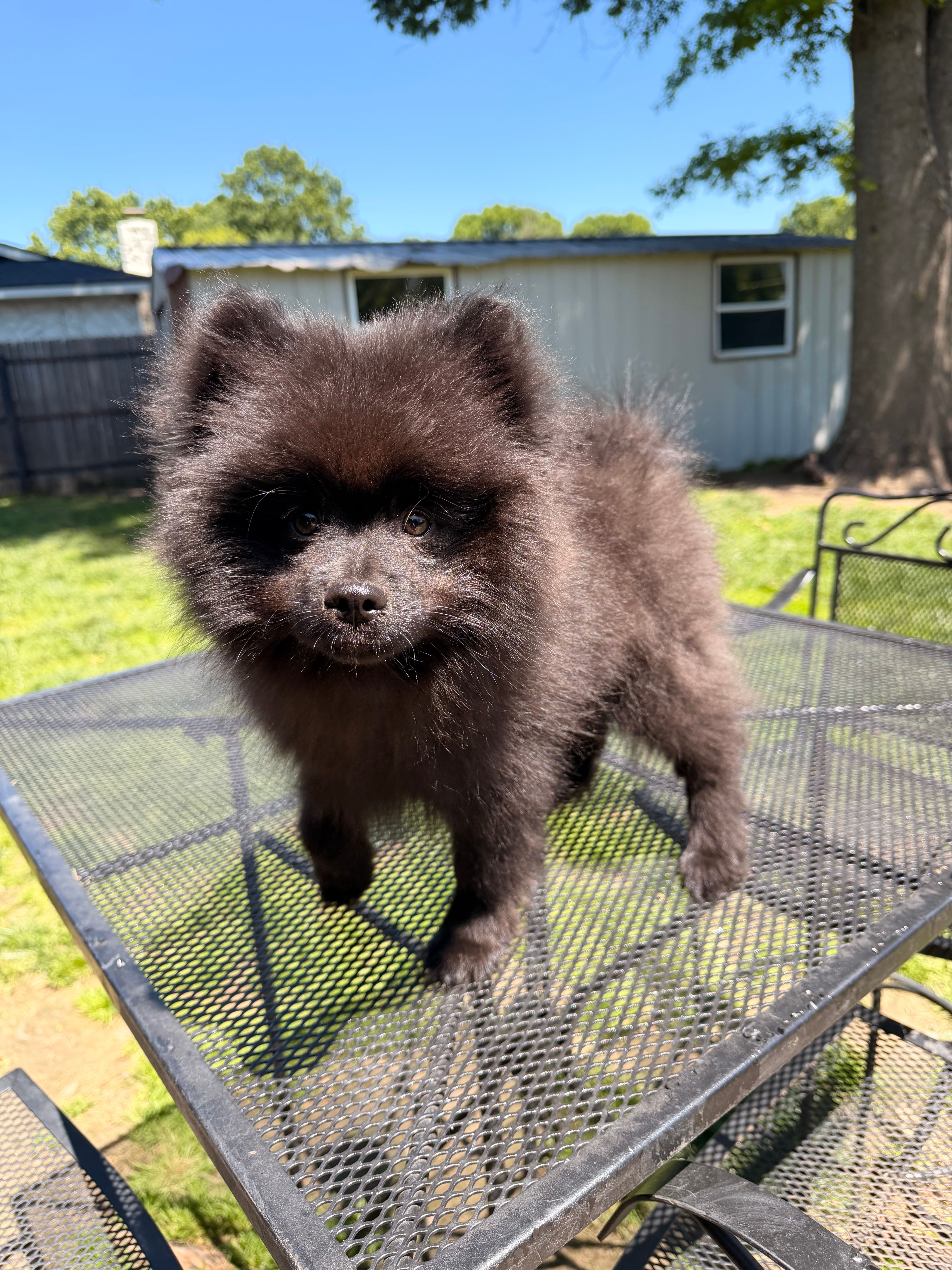 Junior – Pomeranian puppy for sale in Dewey, OK