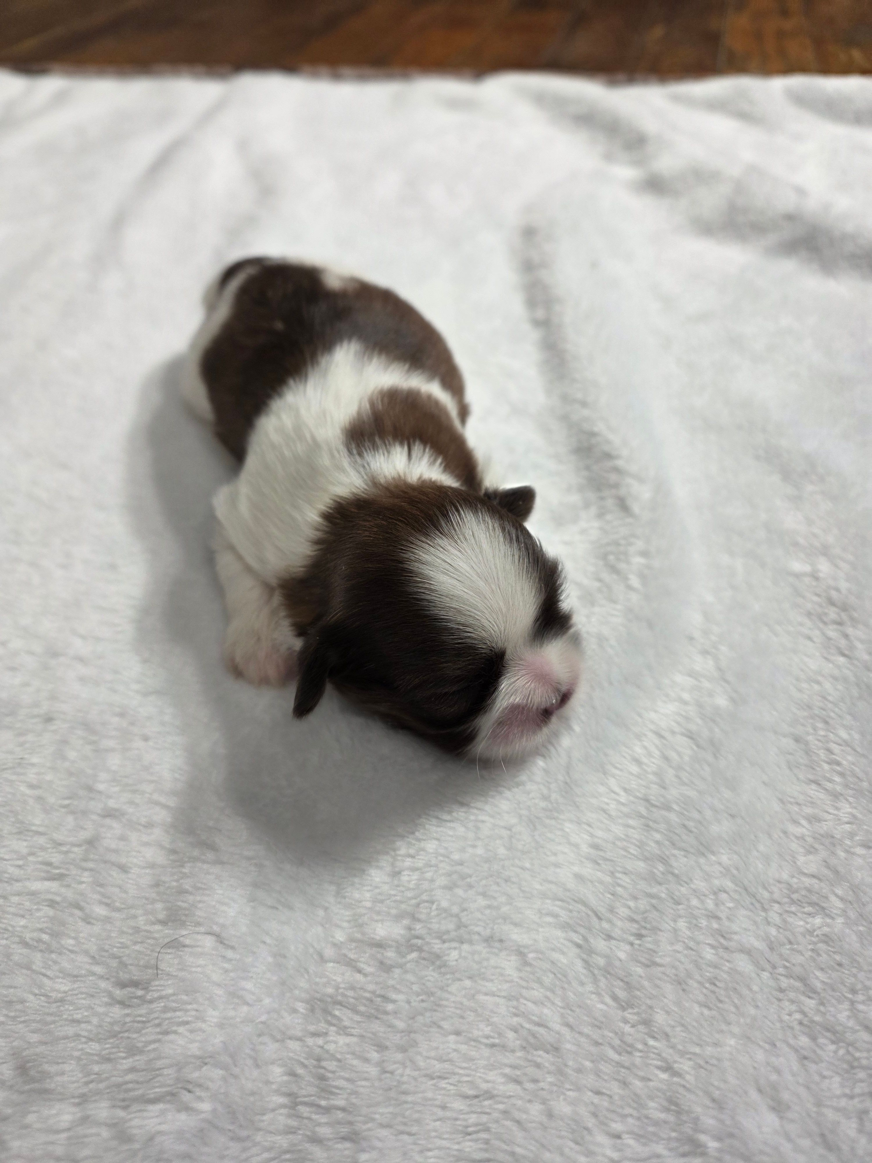 Josh AKC Imperial  – Shih Tzu puppy for sale in Buffalo, NY