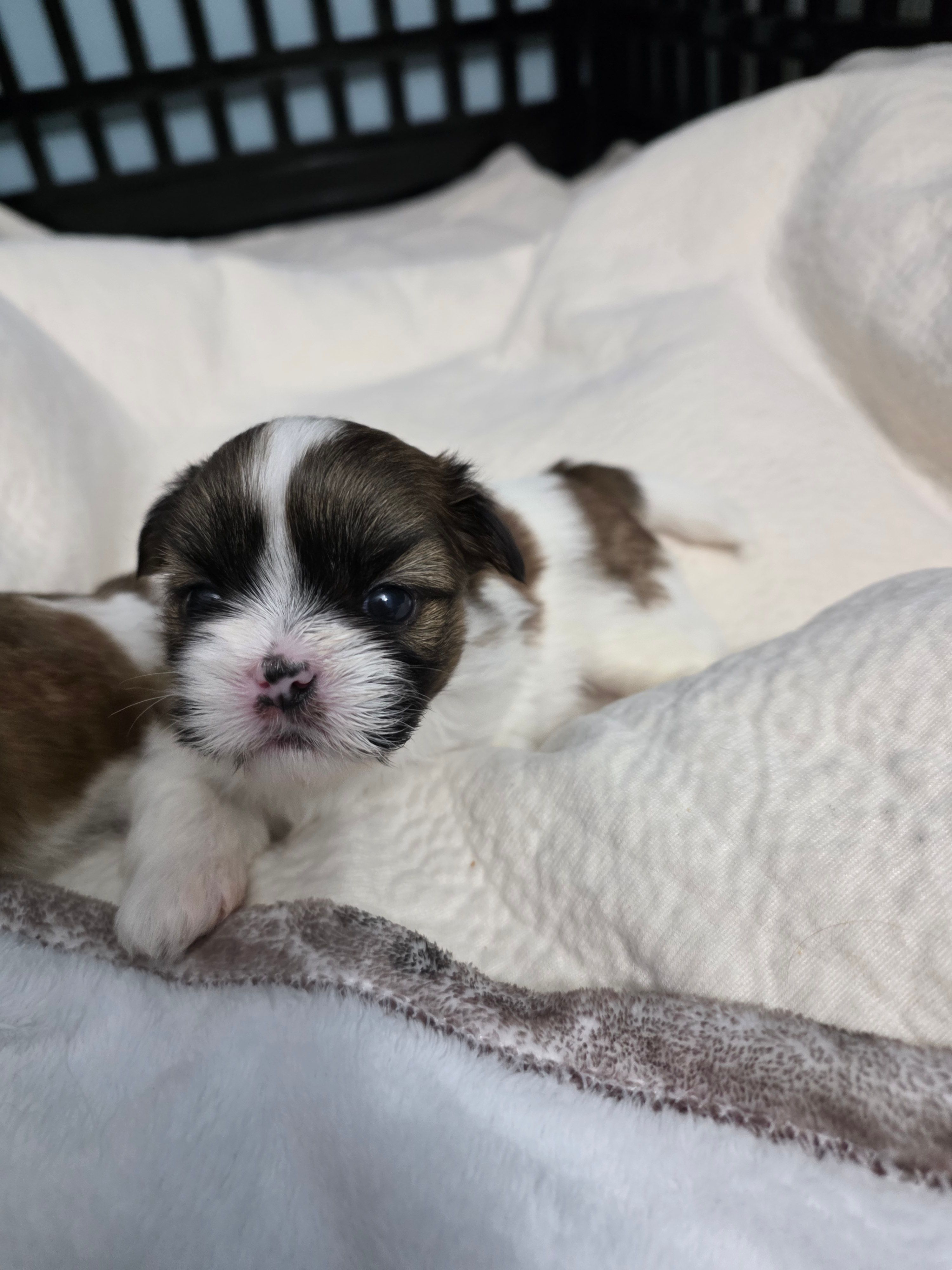 Allen AKC Imperial  – Shih Tzu puppy for sale in Buffalo, NY