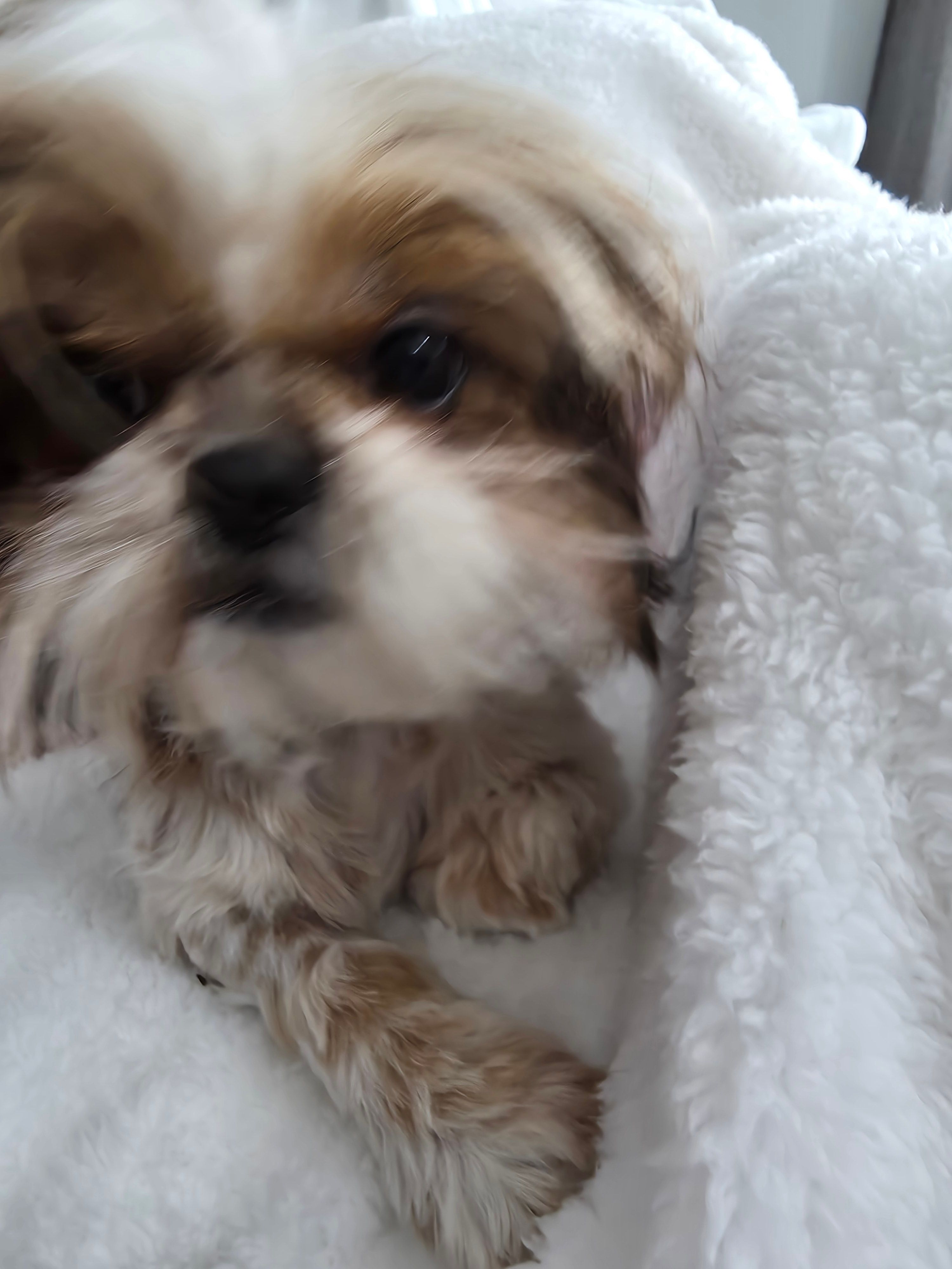 Lucy AKC  Spayed 9lbs – Shih Tzu puppy for sale in Buffalo, NY