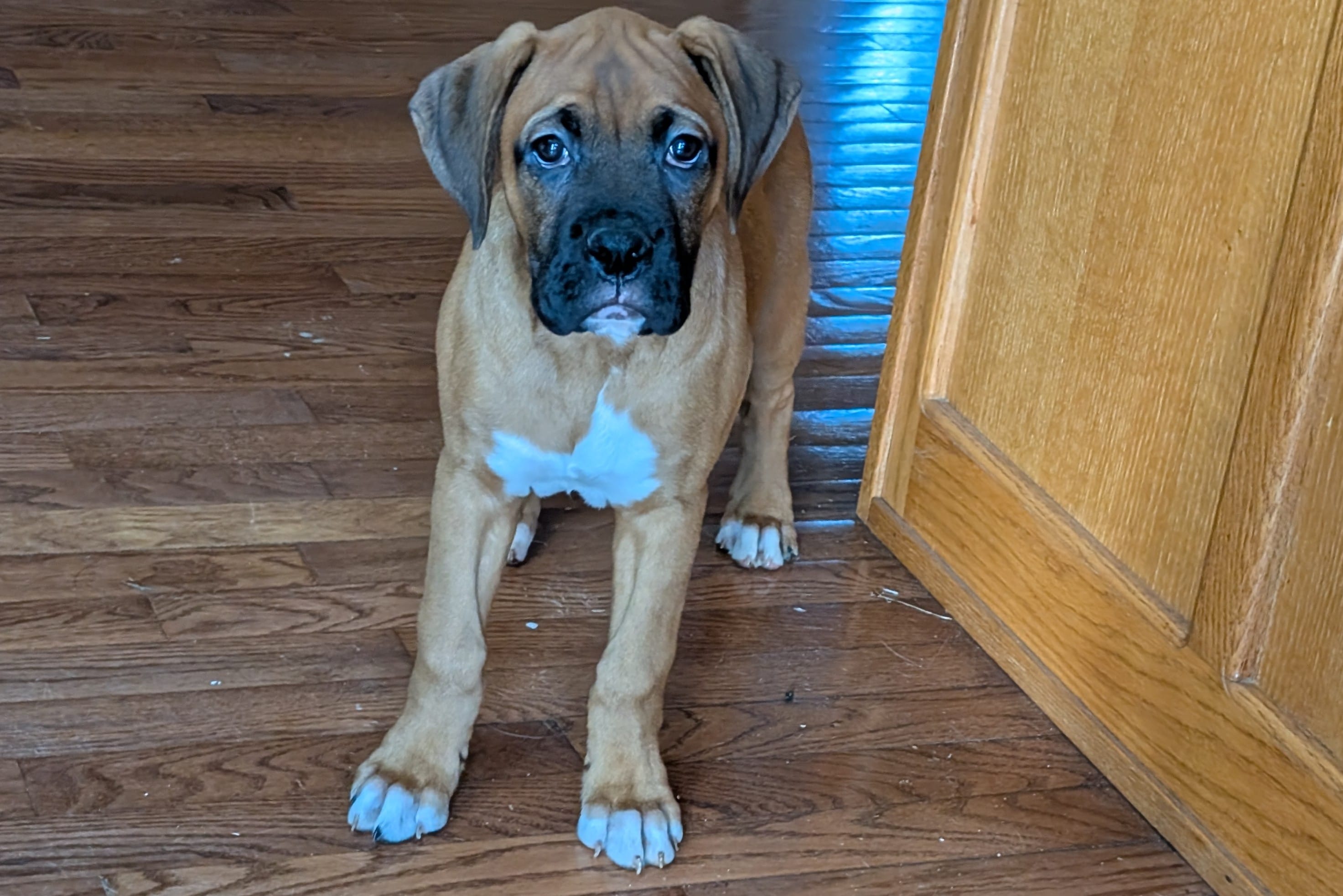 Bubbles – Boxer puppy for sale in Lebanon, MO