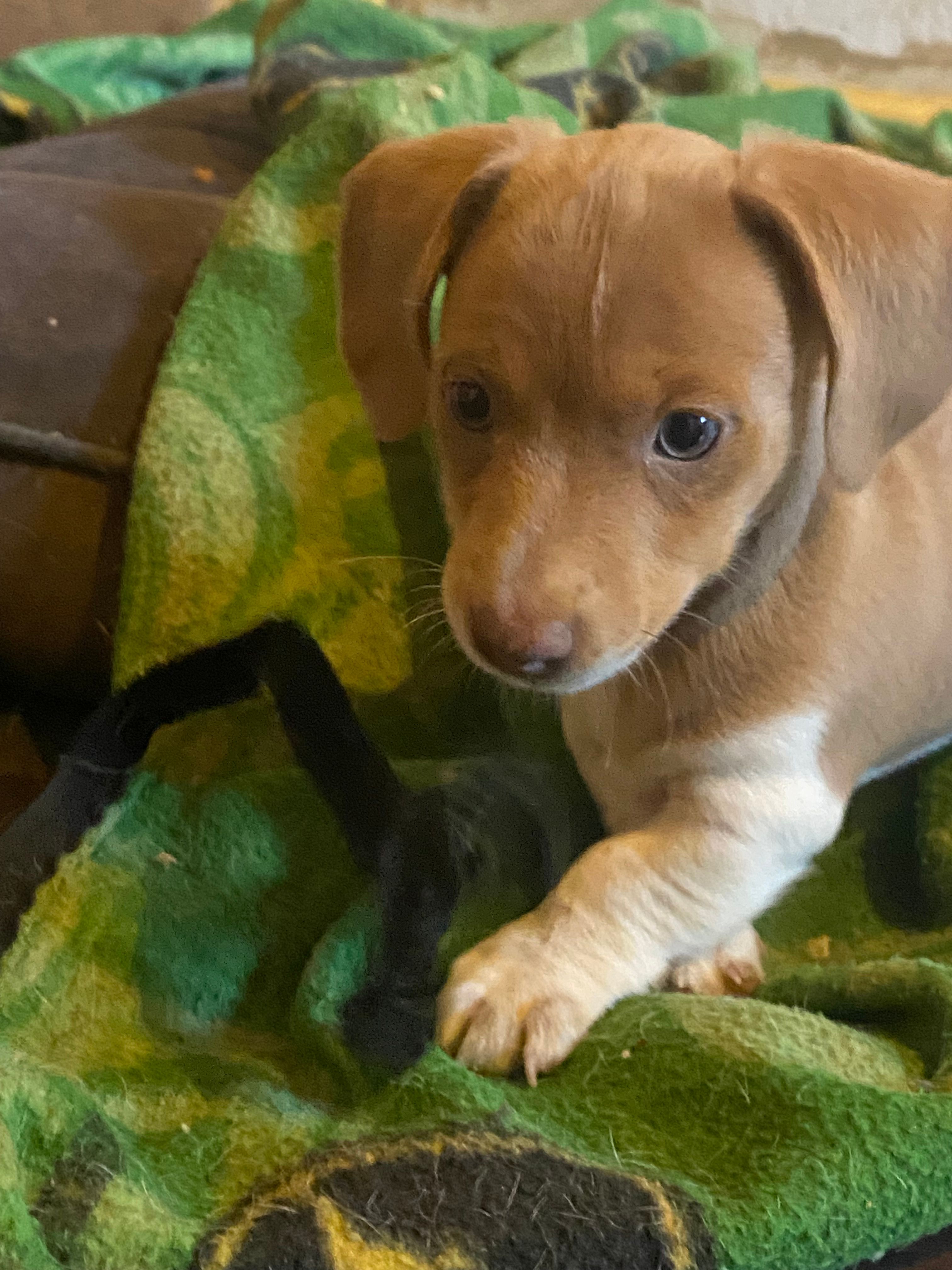 Runt AIC – Miniature Dachshund puppy for sale in Taylorsville, NC