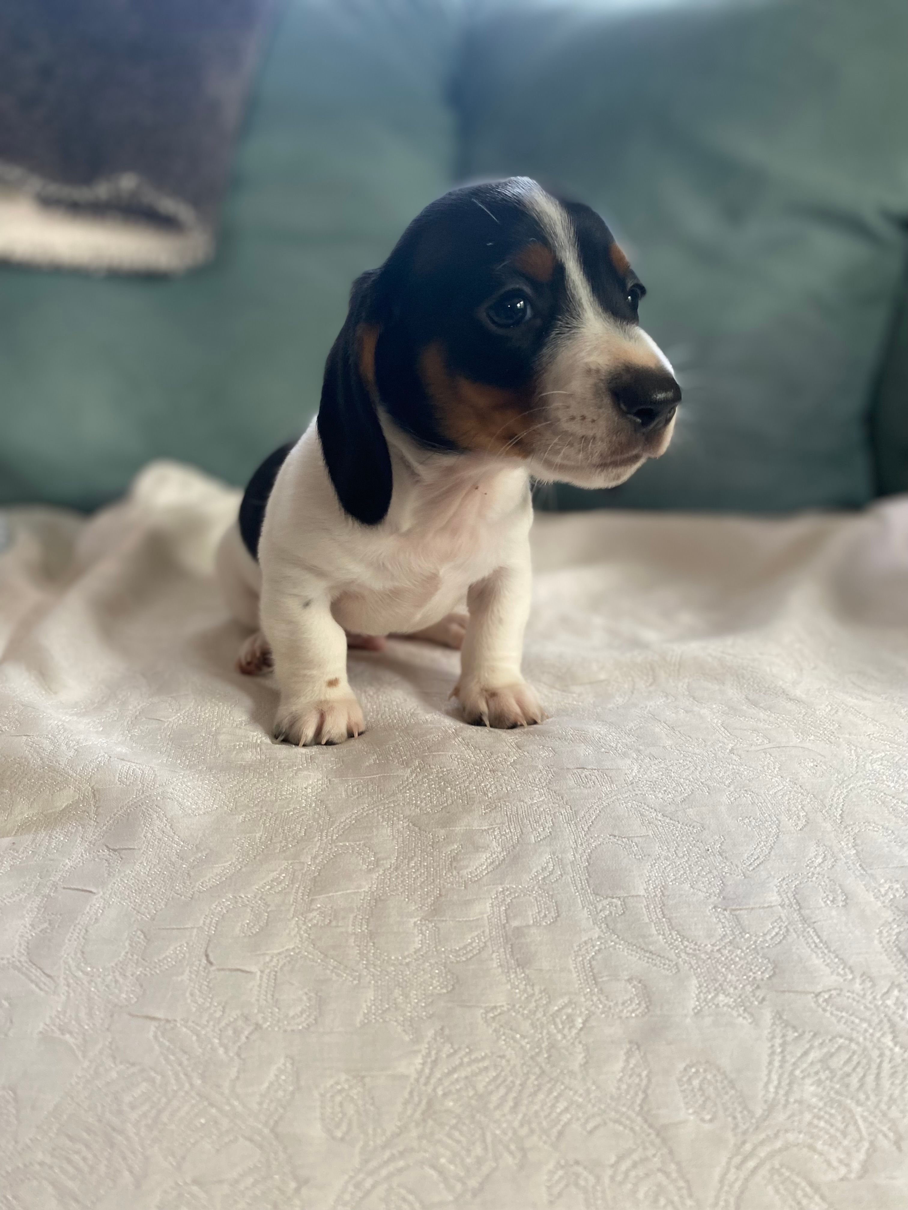 Hank AKC – Miniature Dachshund puppy for sale in Taylorsville, NC