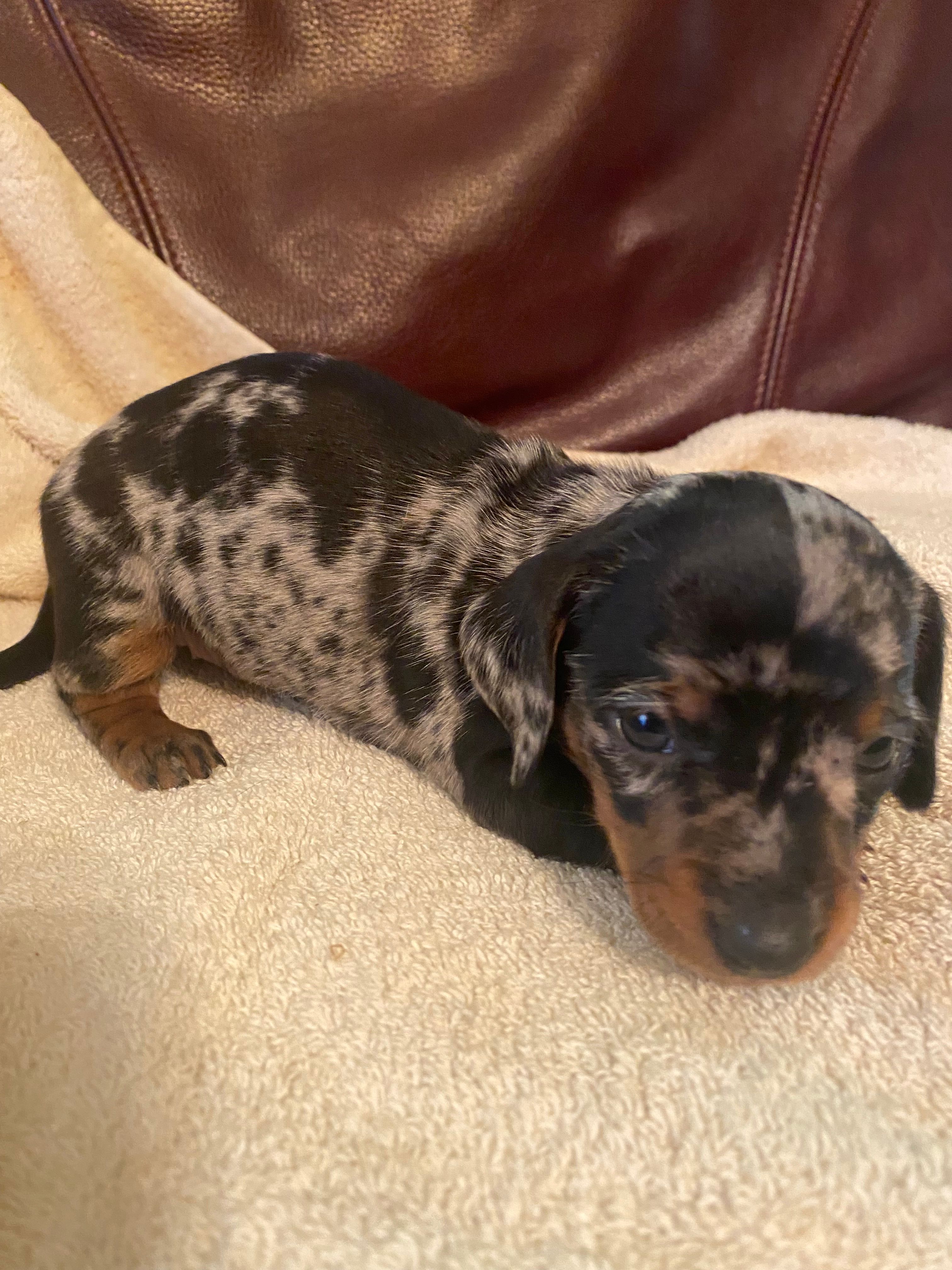 Sprinkles Akc Ckc – Miniature Dachshund puppy for sale in Taylorsville, NC