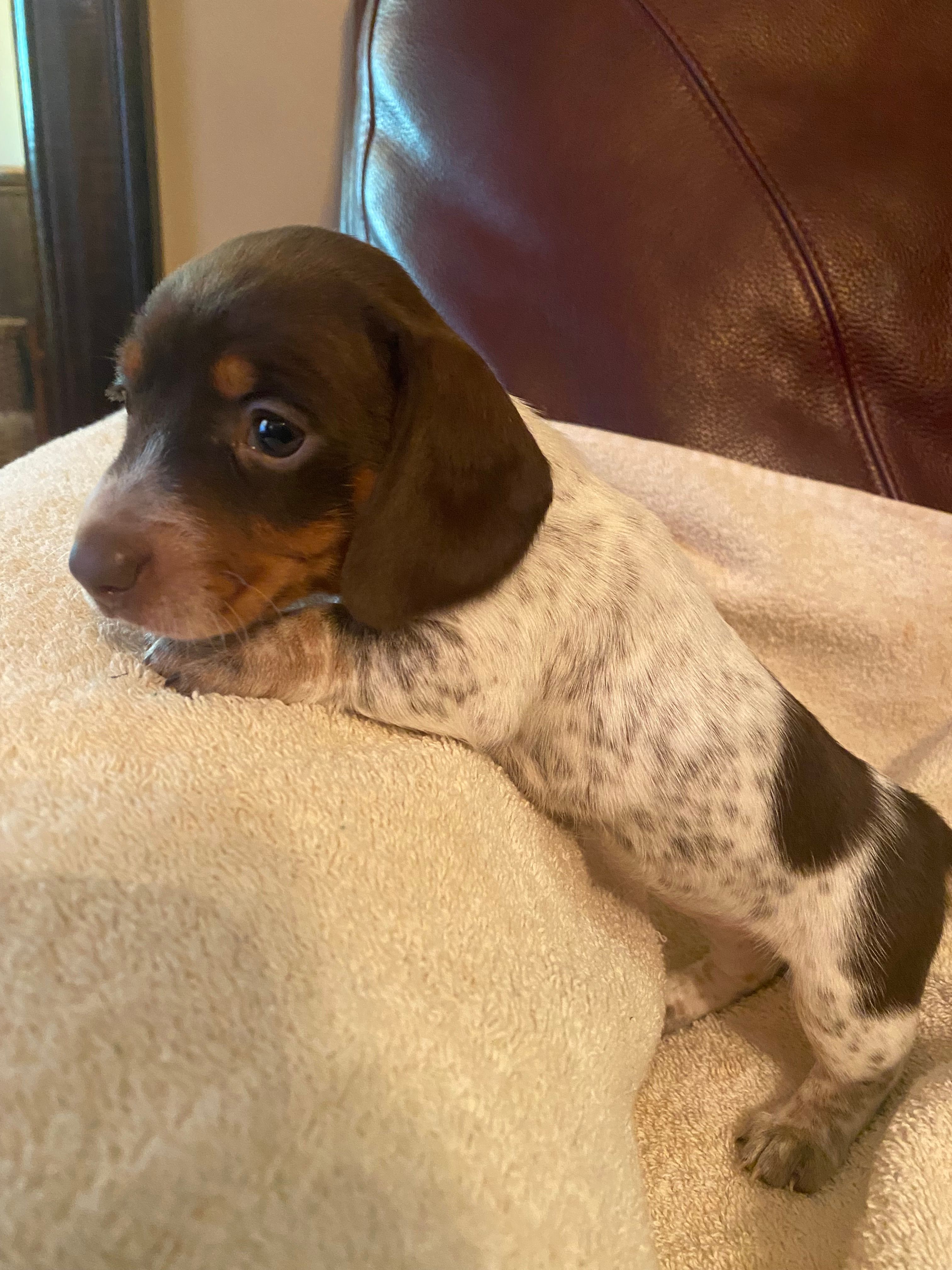 Joy AKC CkC – Miniature Dachshund puppy for sale in Taylorsville, NC