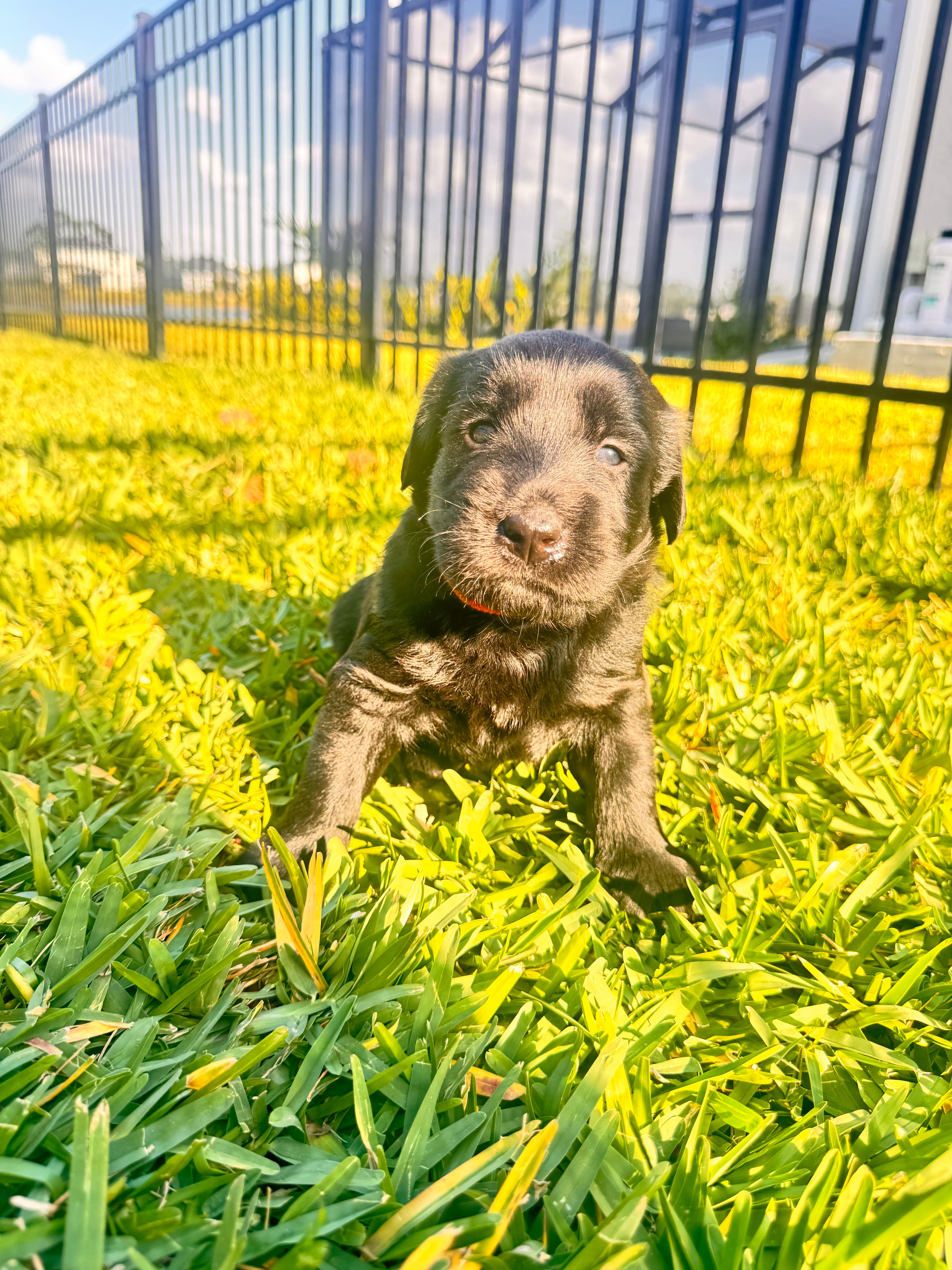 Duke – Labradoodle puppy for sale in Fort Myers, FL