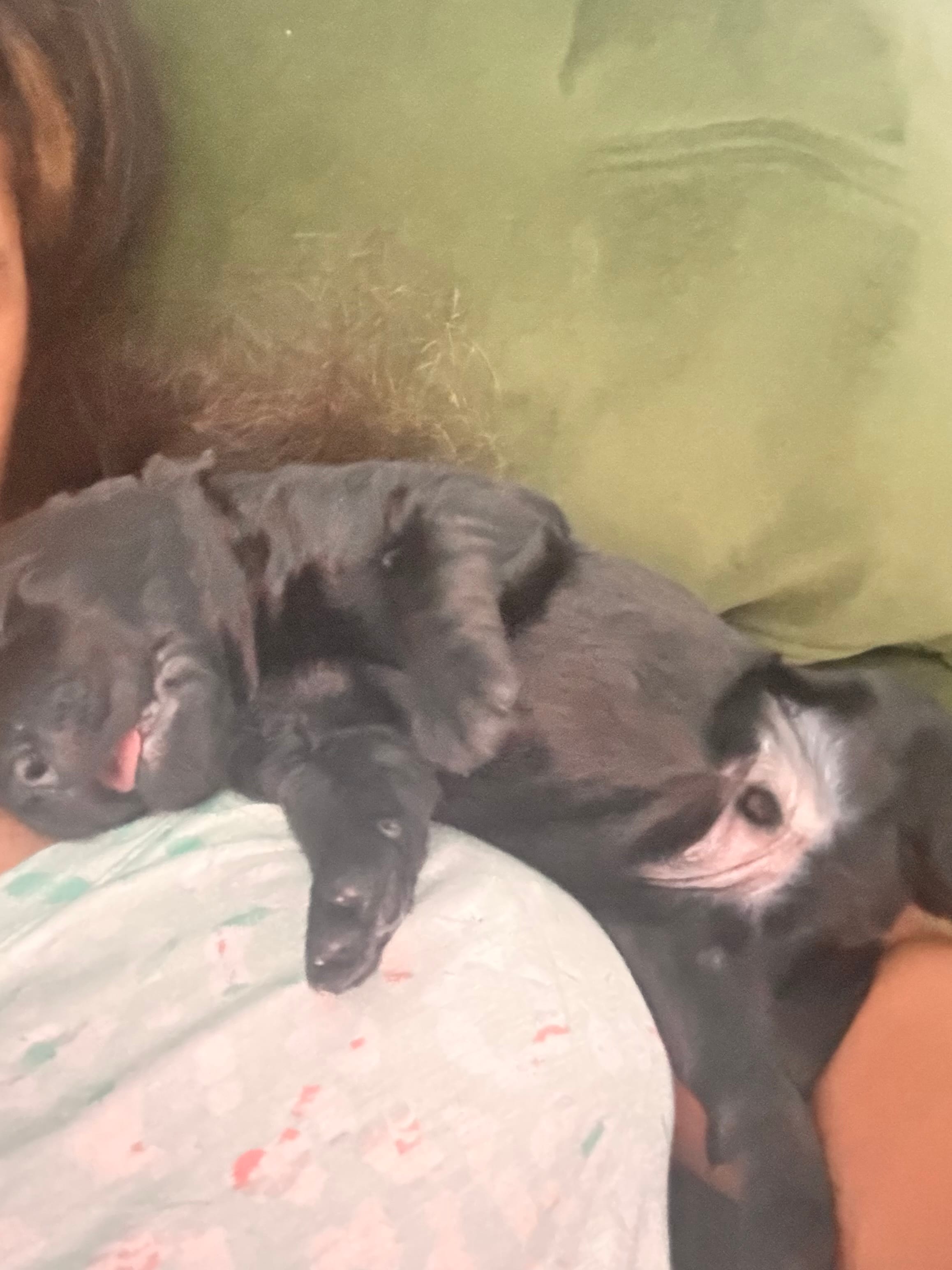 Bentley  – Labradoodle puppy for sale in Fort Myers, FL