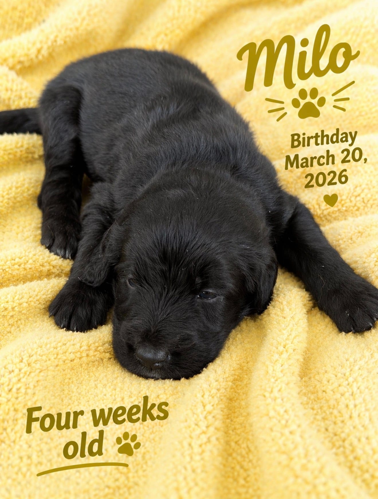 Milo  – Labradoodle puppy for sale in Fort Myers, FL