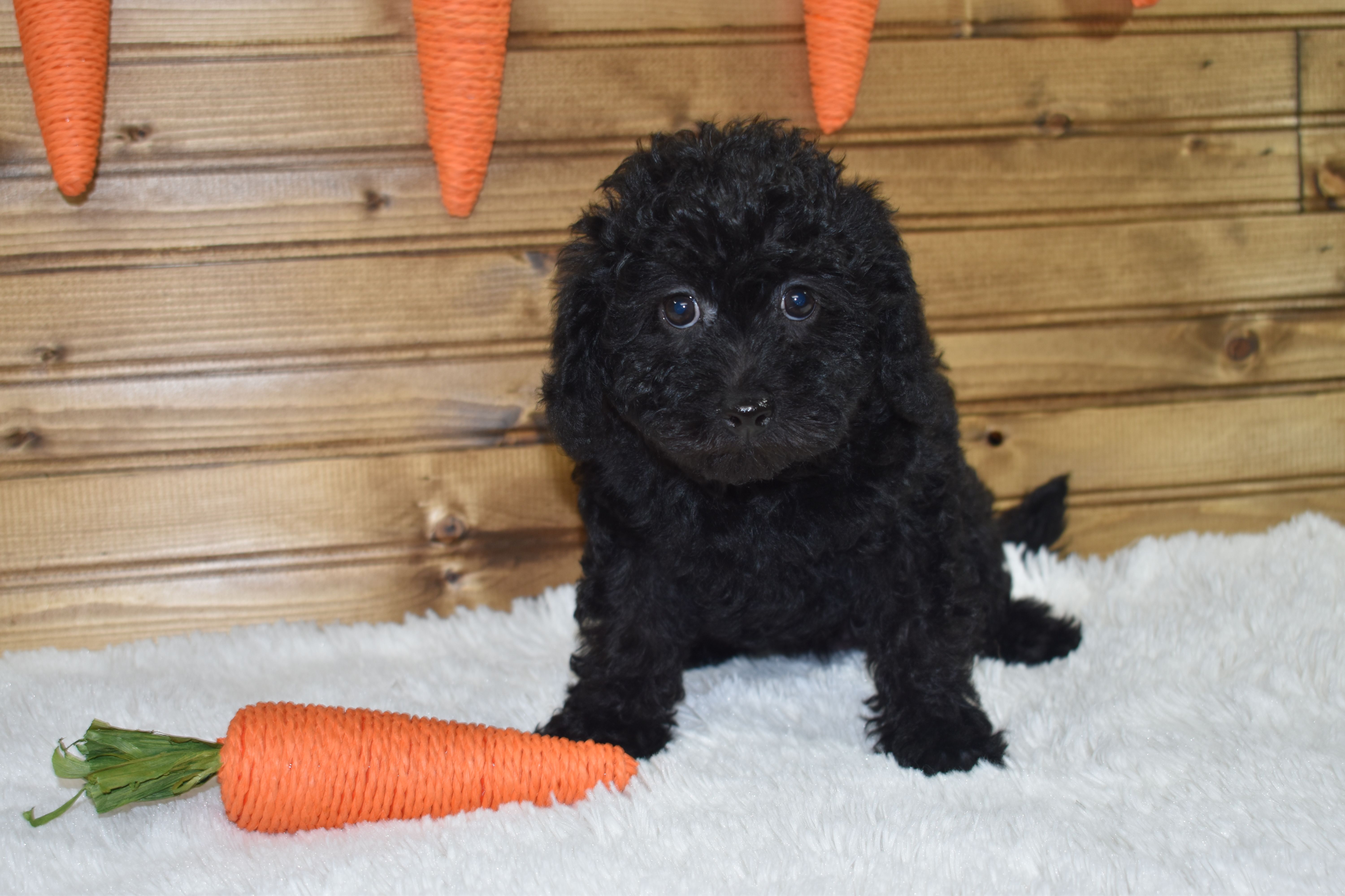 Bria – Miniature Labradoodle puppy for sale in Dundee, OH