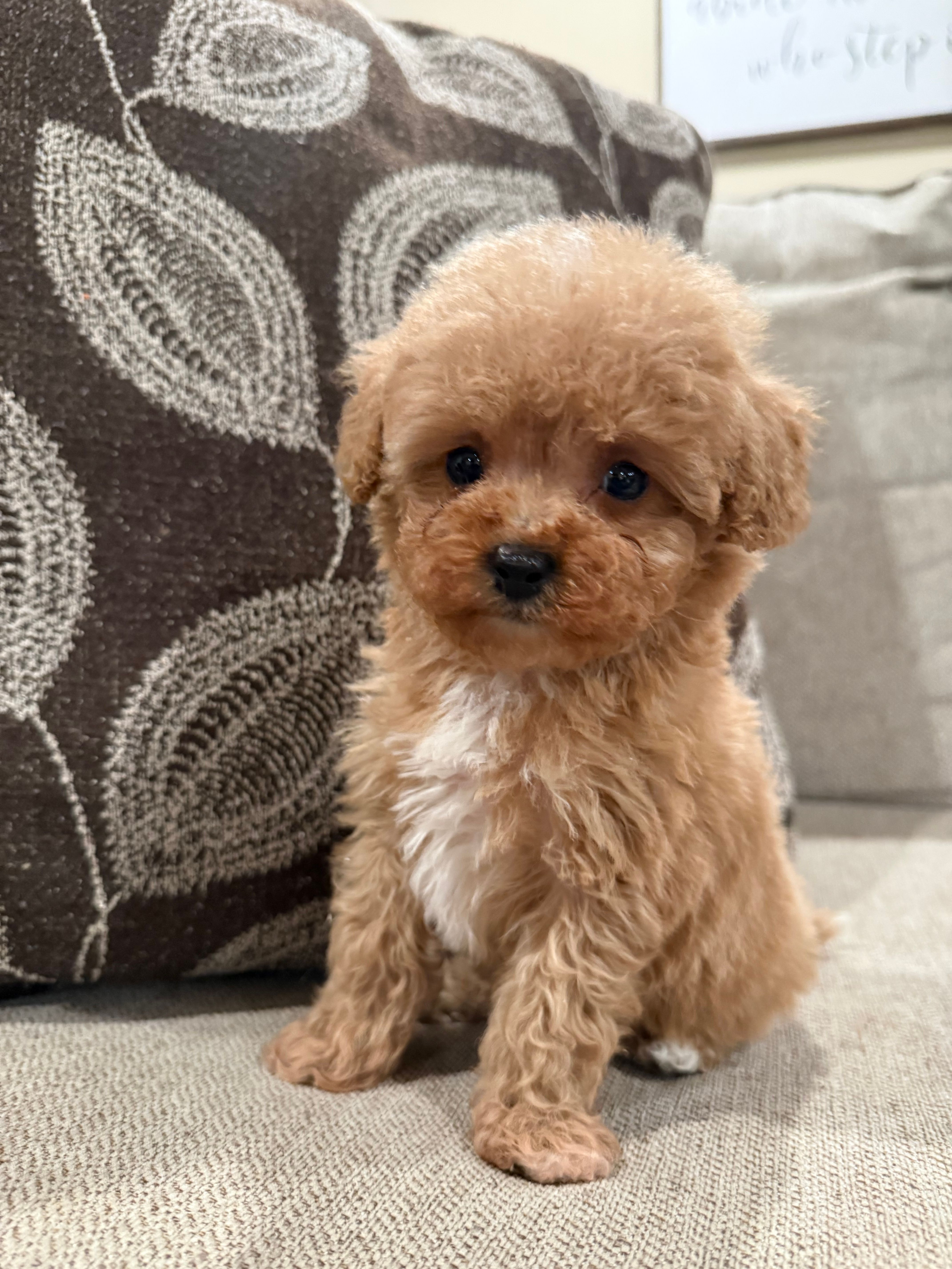 Male Cavapoo  – Cavapoo puppy for sale in Morton, MS