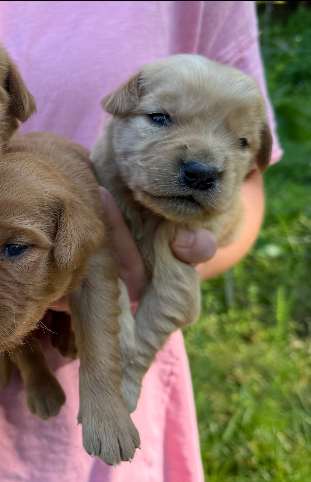 Golden boy – Golden Retriever puppy for sale in Liberty, KY