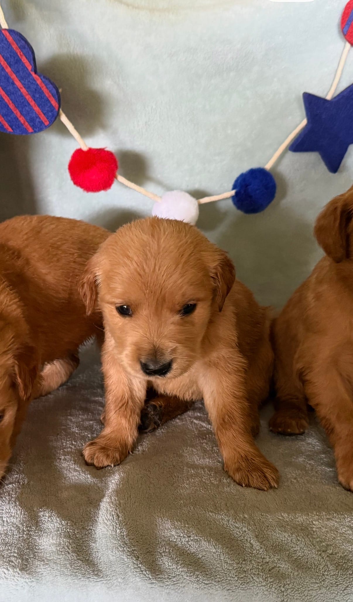 Golden girl – Golden Retriever puppy for sale in Liberty, KY