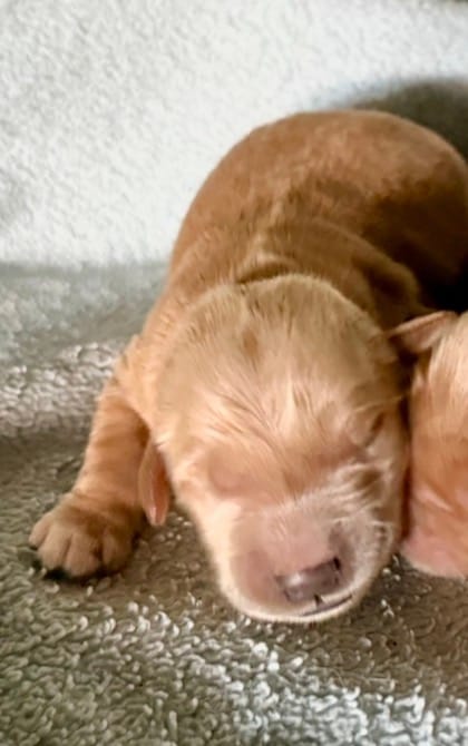 Golden boy – Golden Retriever puppy for sale in Liberty, KY