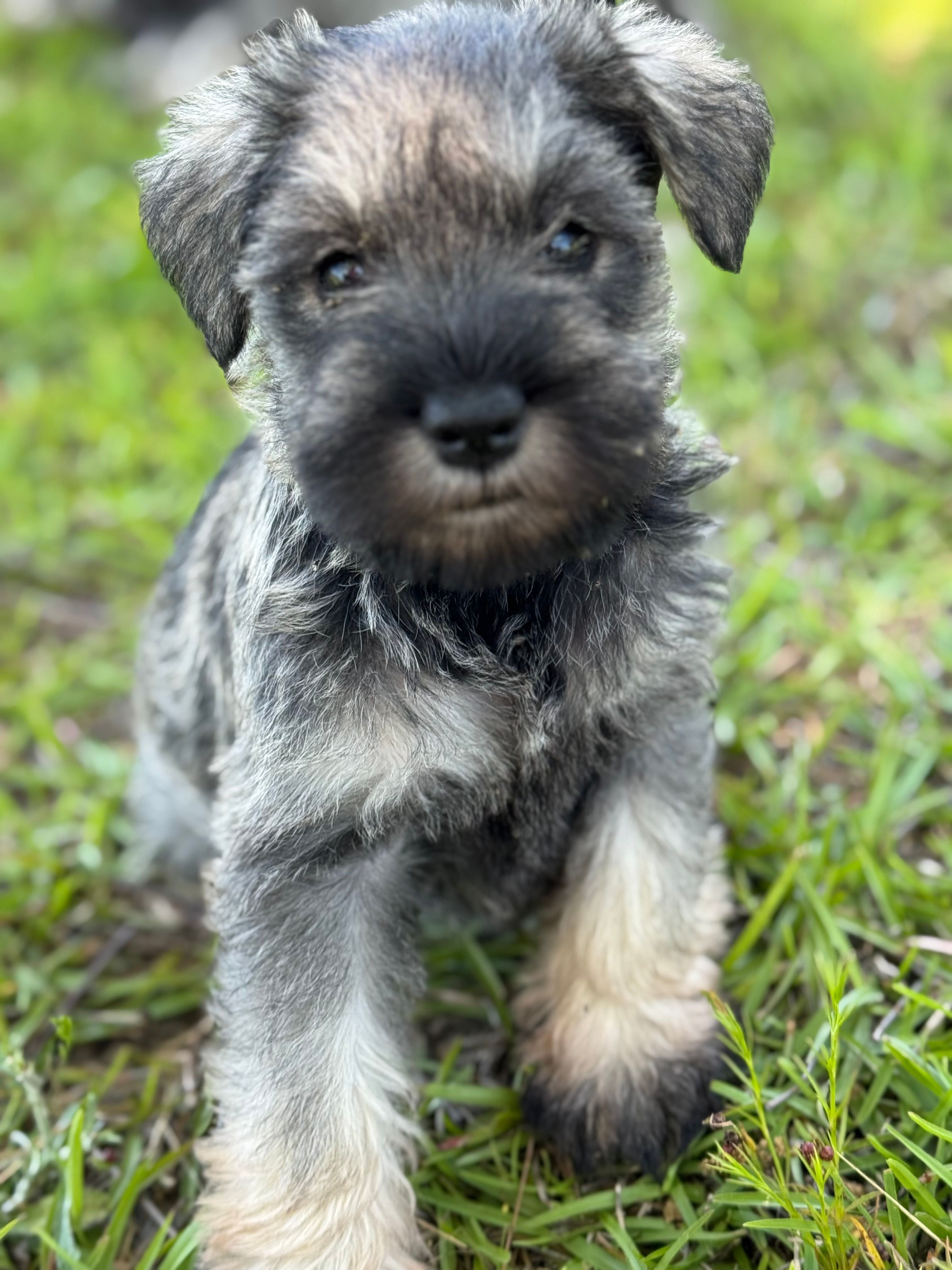 Flower  – Miniature Schnauzer puppy for sale in Broxton, GA