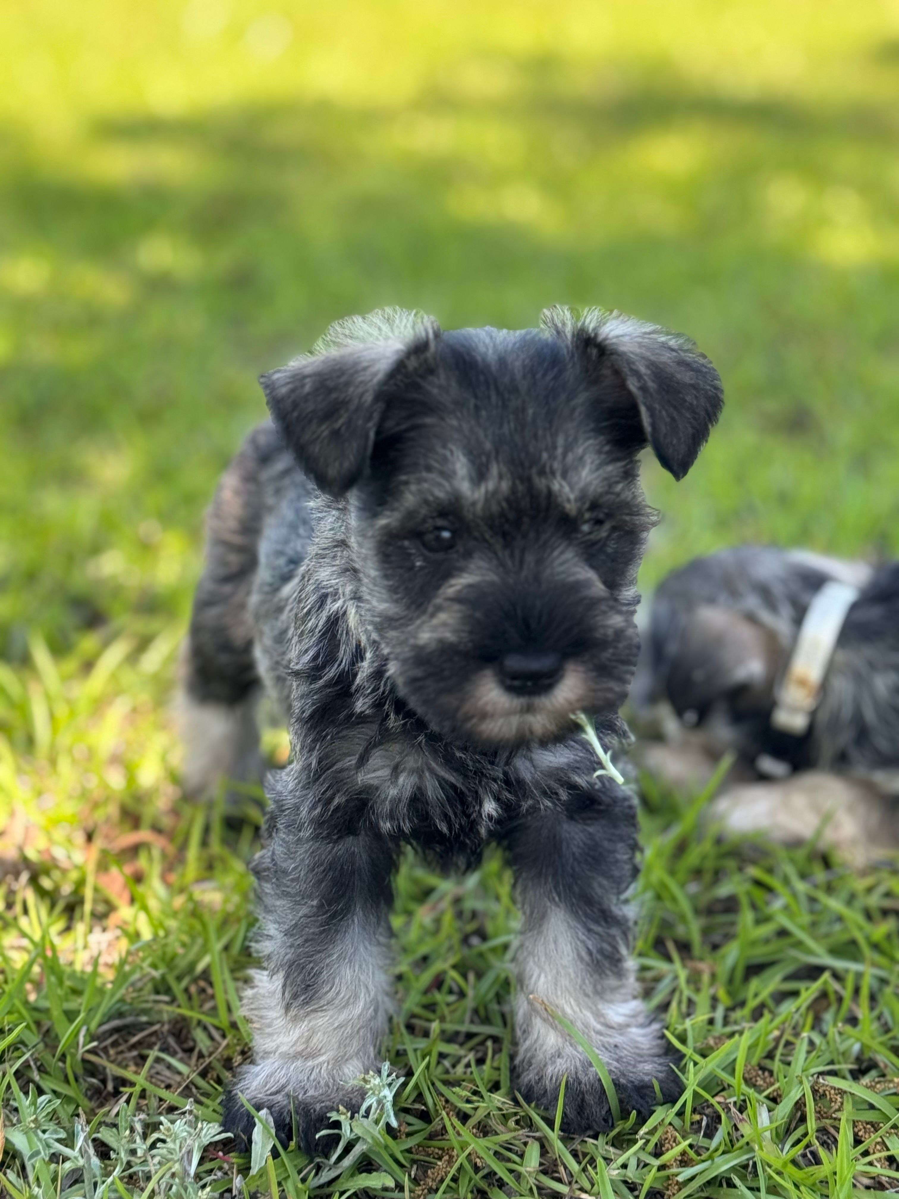 Izzy  – Miniature Schnauzer puppy for sale in Broxton, GA