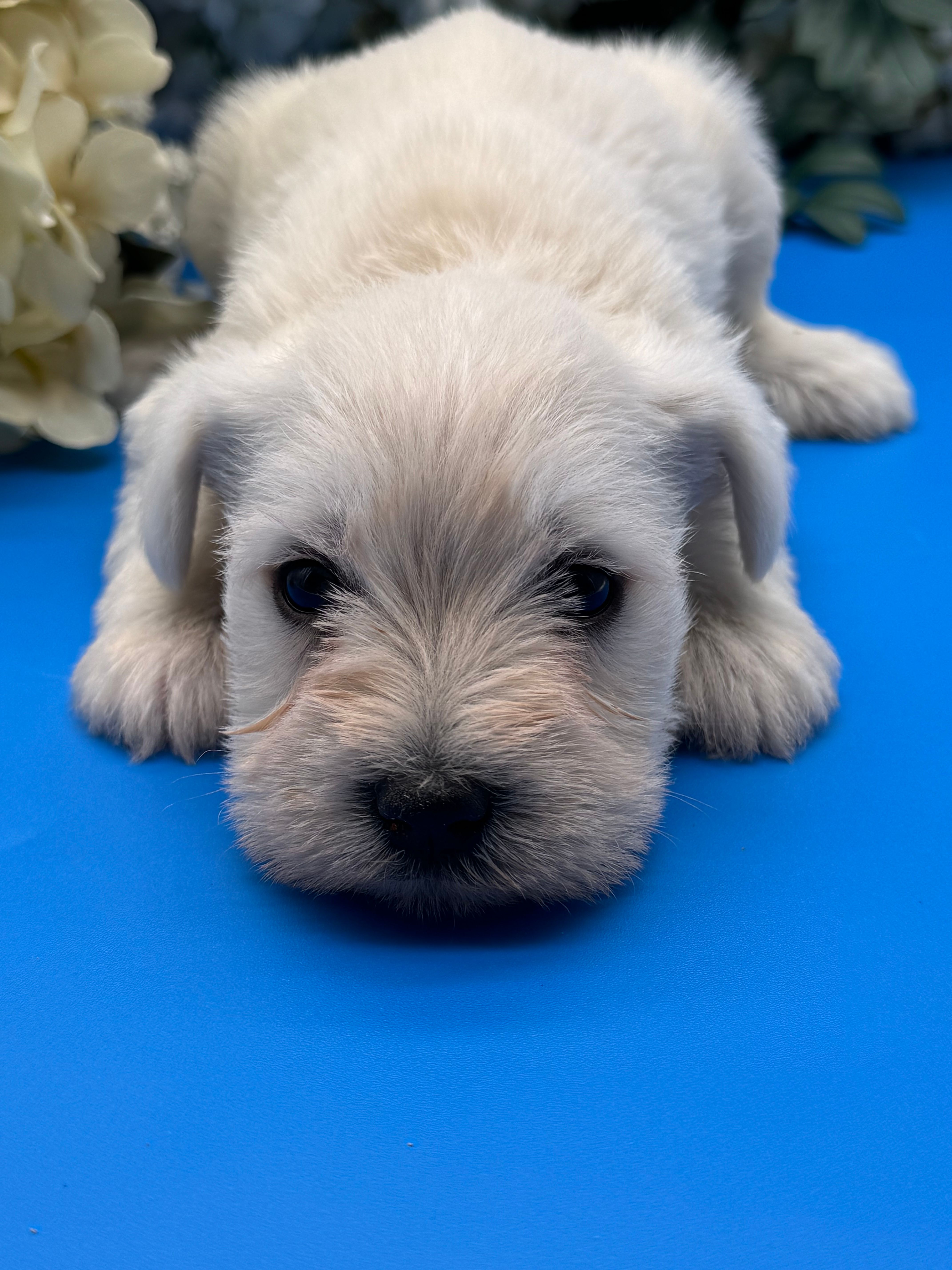 White male – Miniature Schnauzer puppy for sale in Broxton, GA