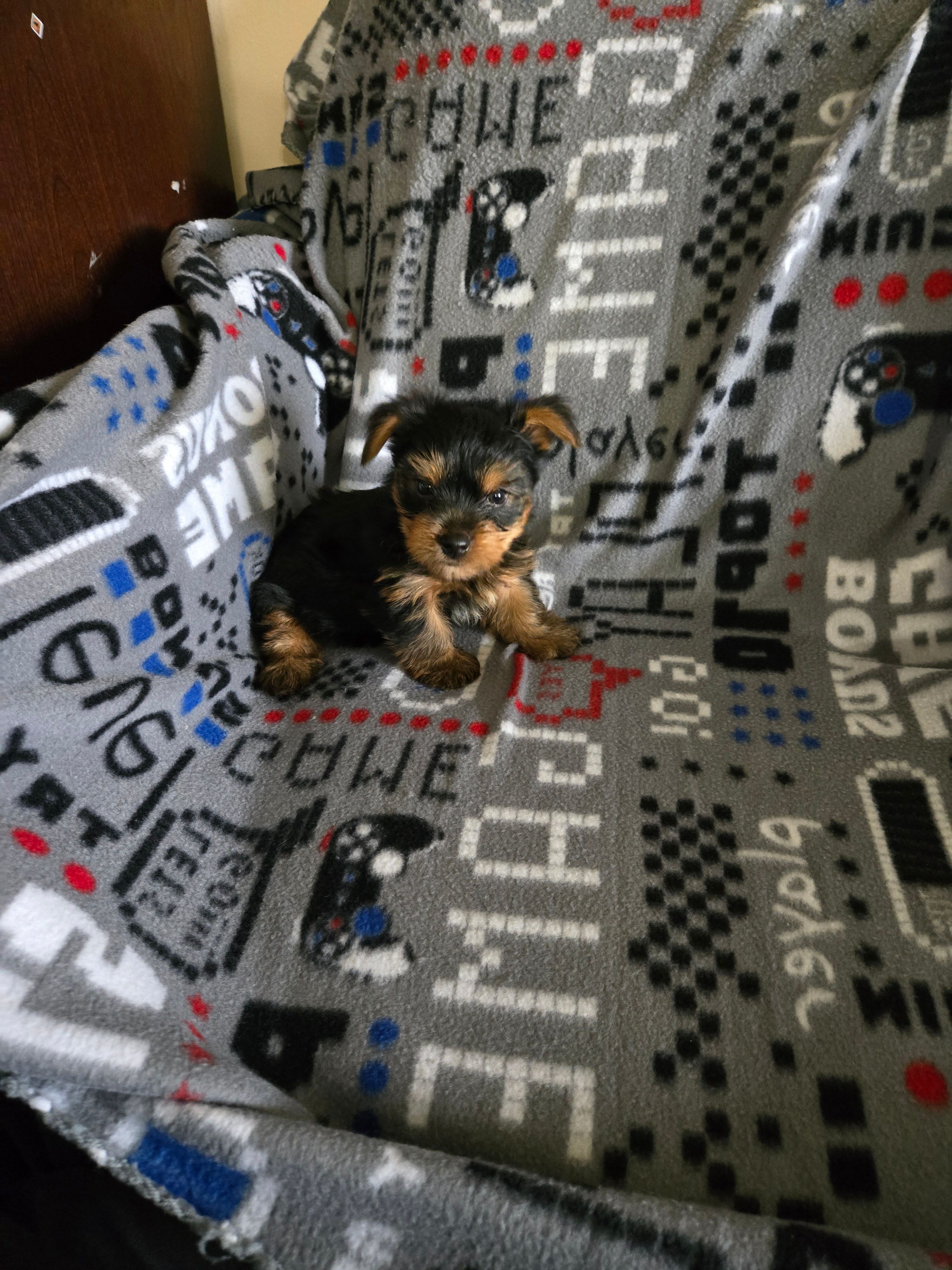 Yorkie boy akc reg – Yorkshire Terrier puppy for sale in Freeport, IL