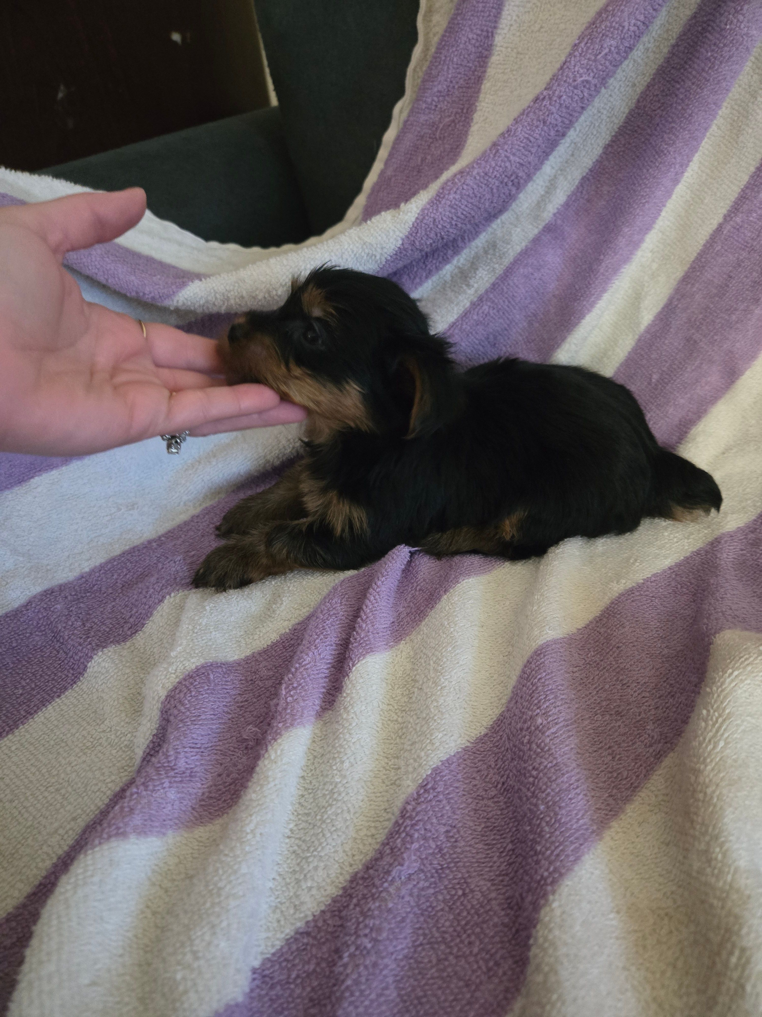 Yorkie girl teacup ckc registered – Yorkshire Terrier puppy for sale in Freeport, IL