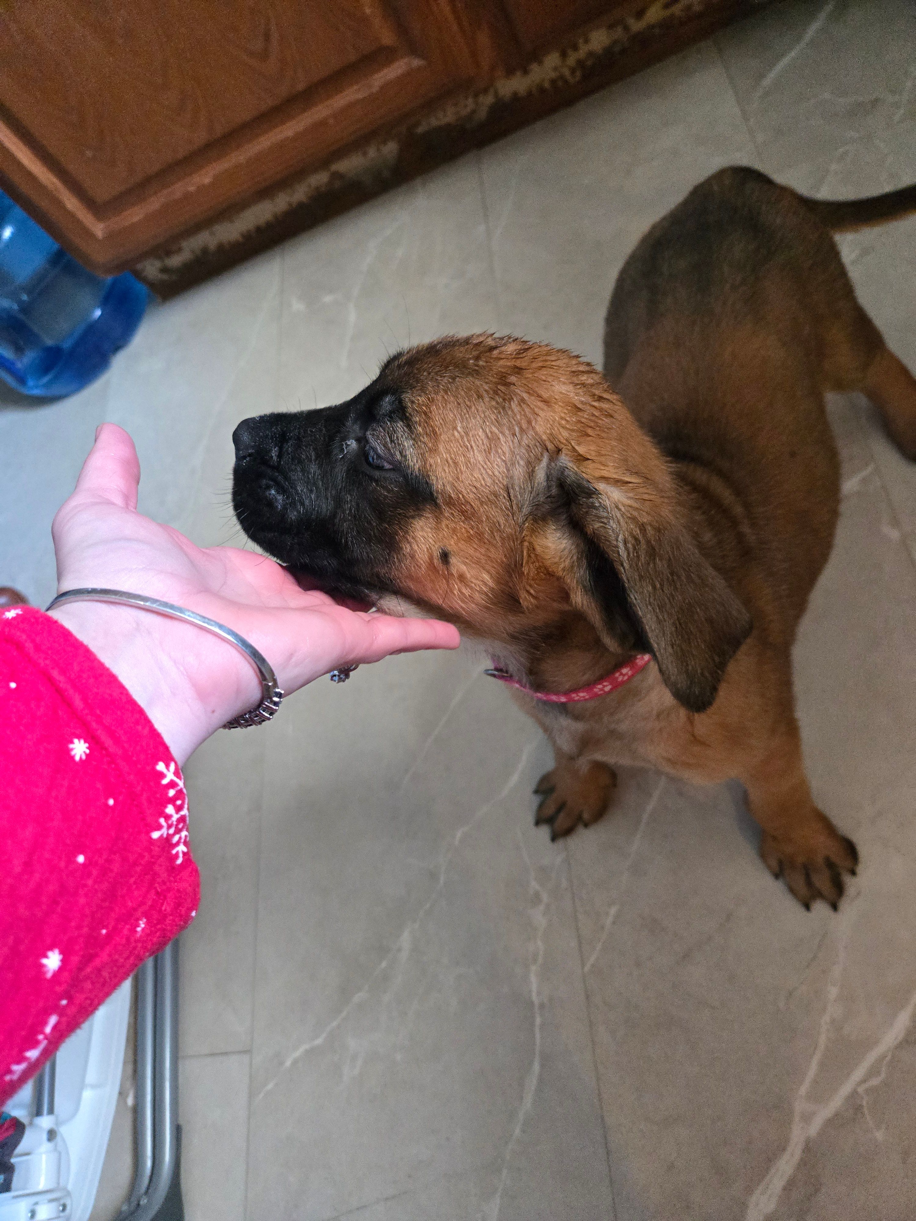 Apricot Girl AKC reg – English Mastiff puppy for sale in Freeport, IL