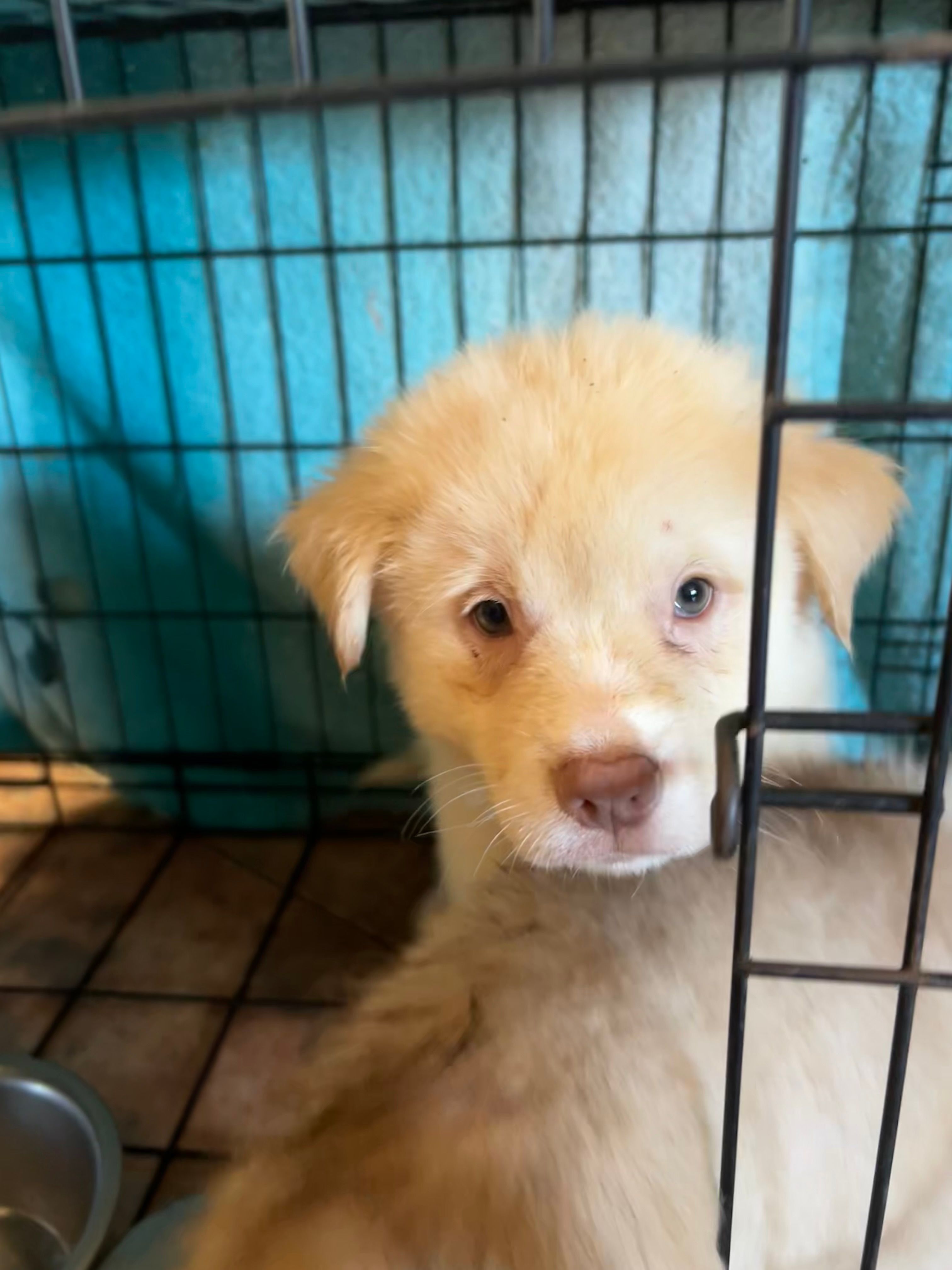 Winter – German Shepherd Dog, Siberian Husky puppy for sale in Perris, CA