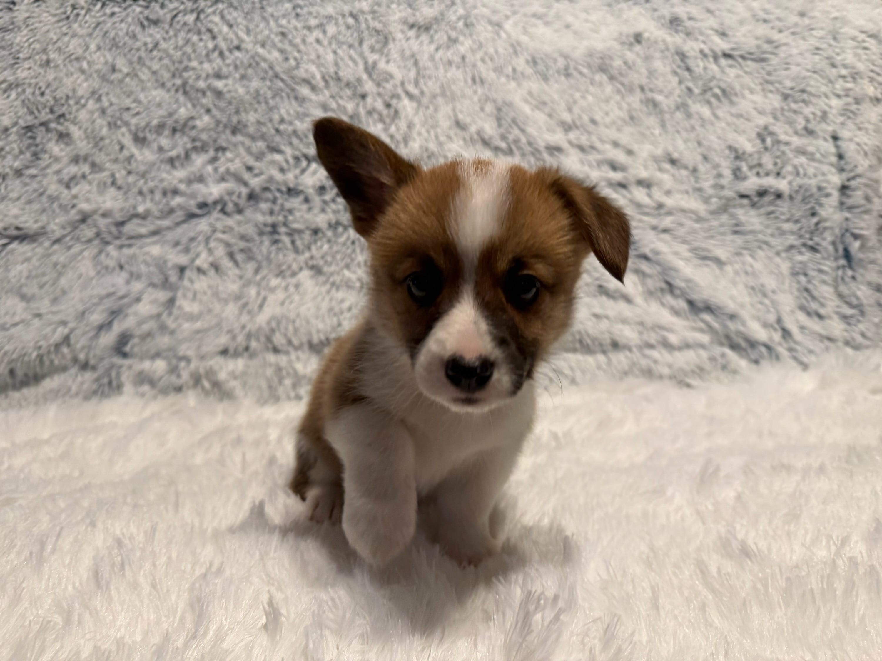 Pebble – Pembroke Welsh Corgi puppy for sale in Canal Winchester, OH