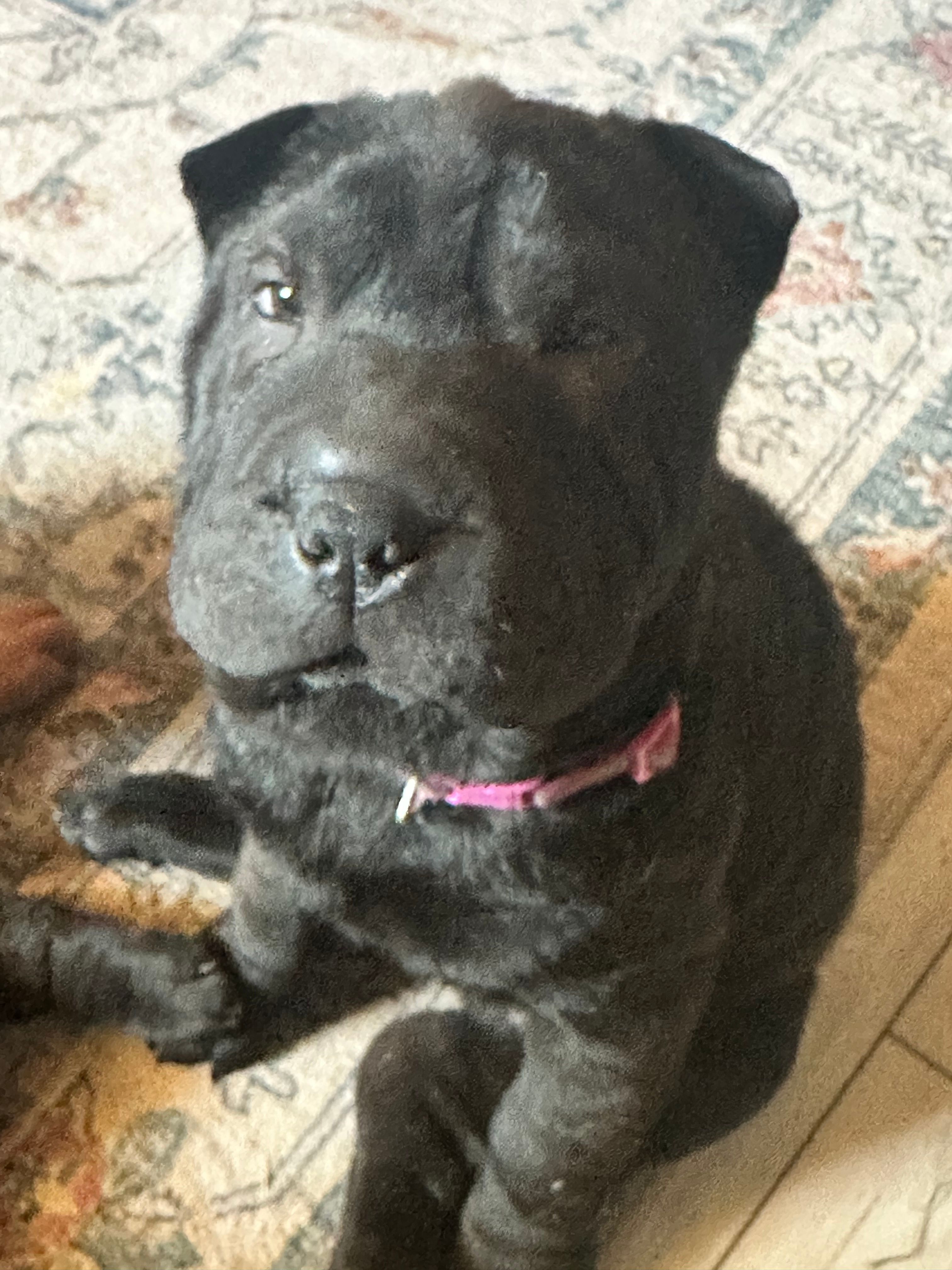 Vesper – Chinese Shar-Pei puppy for sale in Phoenix, AZ