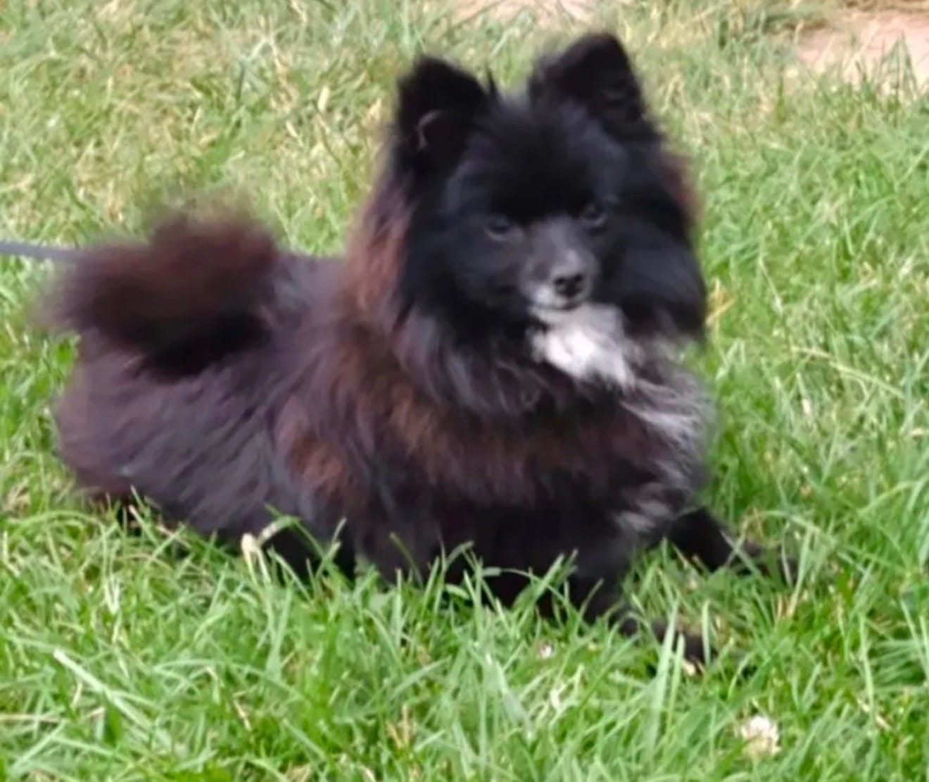 Suki – Pomeranian puppy for sale in Denver, CO
