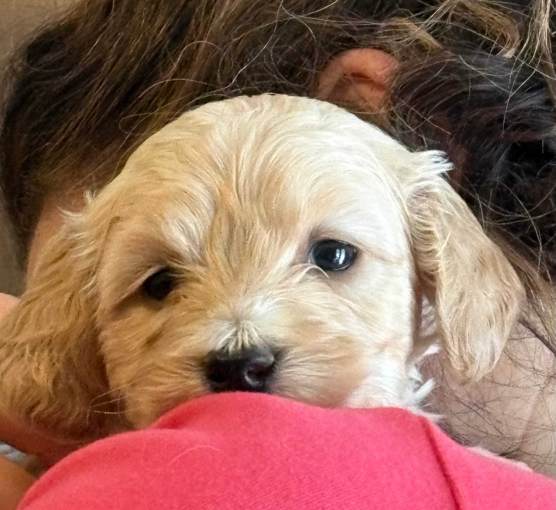 Bella – Double Doodle puppy for sale in Farmington, ME