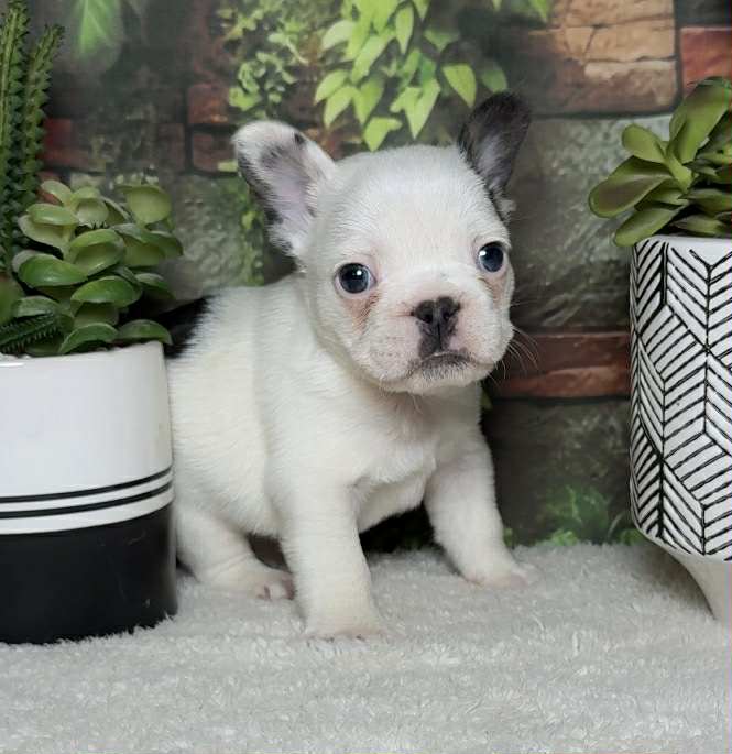 Wrigley – French Bulldog puppy for sale in Queen Creek, AZ