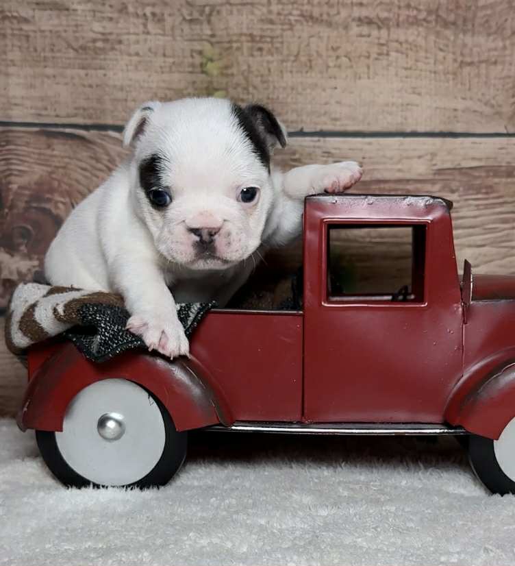 Waylon – French Bulldog puppy for sale in Queen Creek, AZ