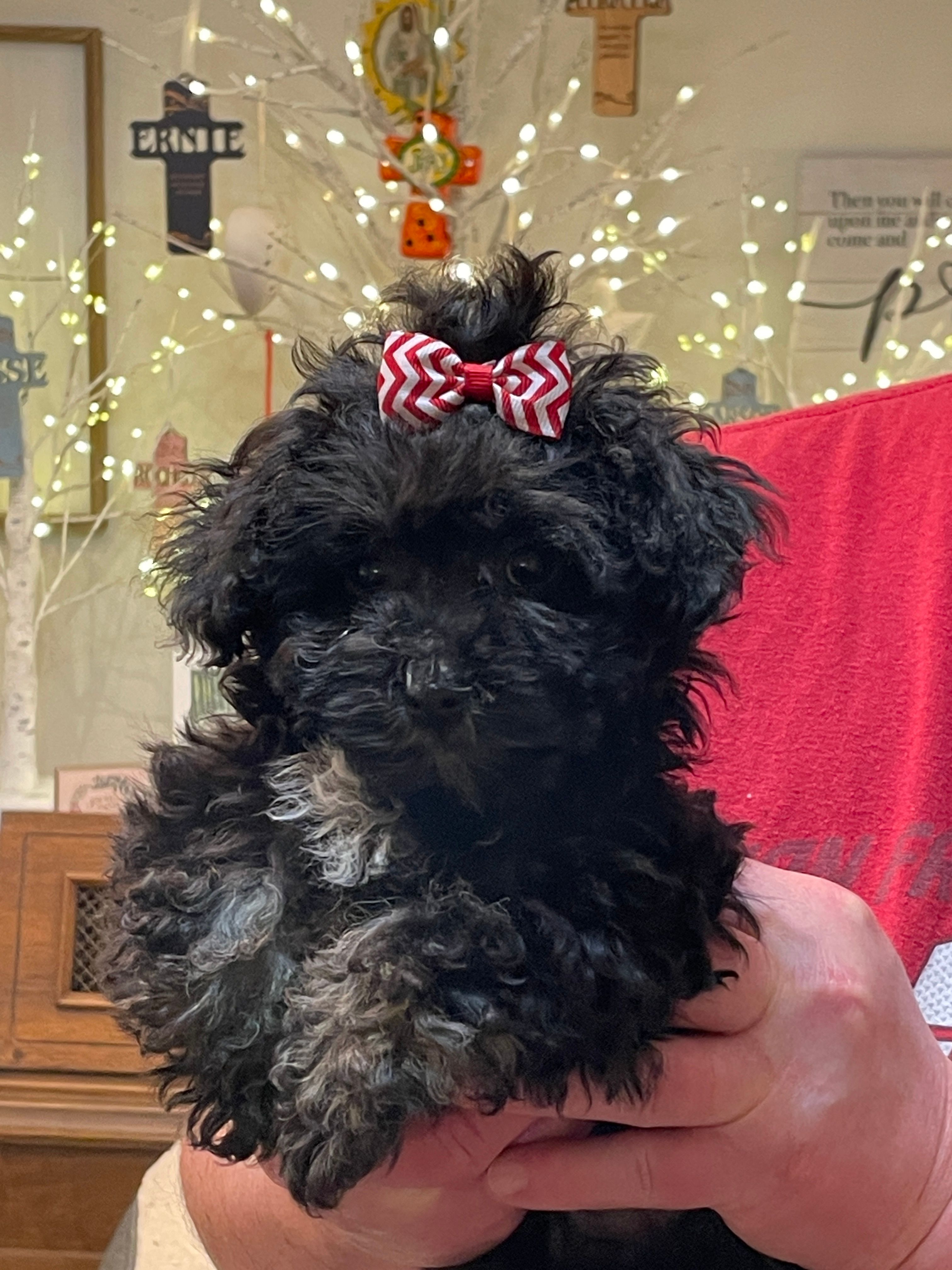 Jazzy Girl  – Havanese puppy for sale in Horseheads, NY