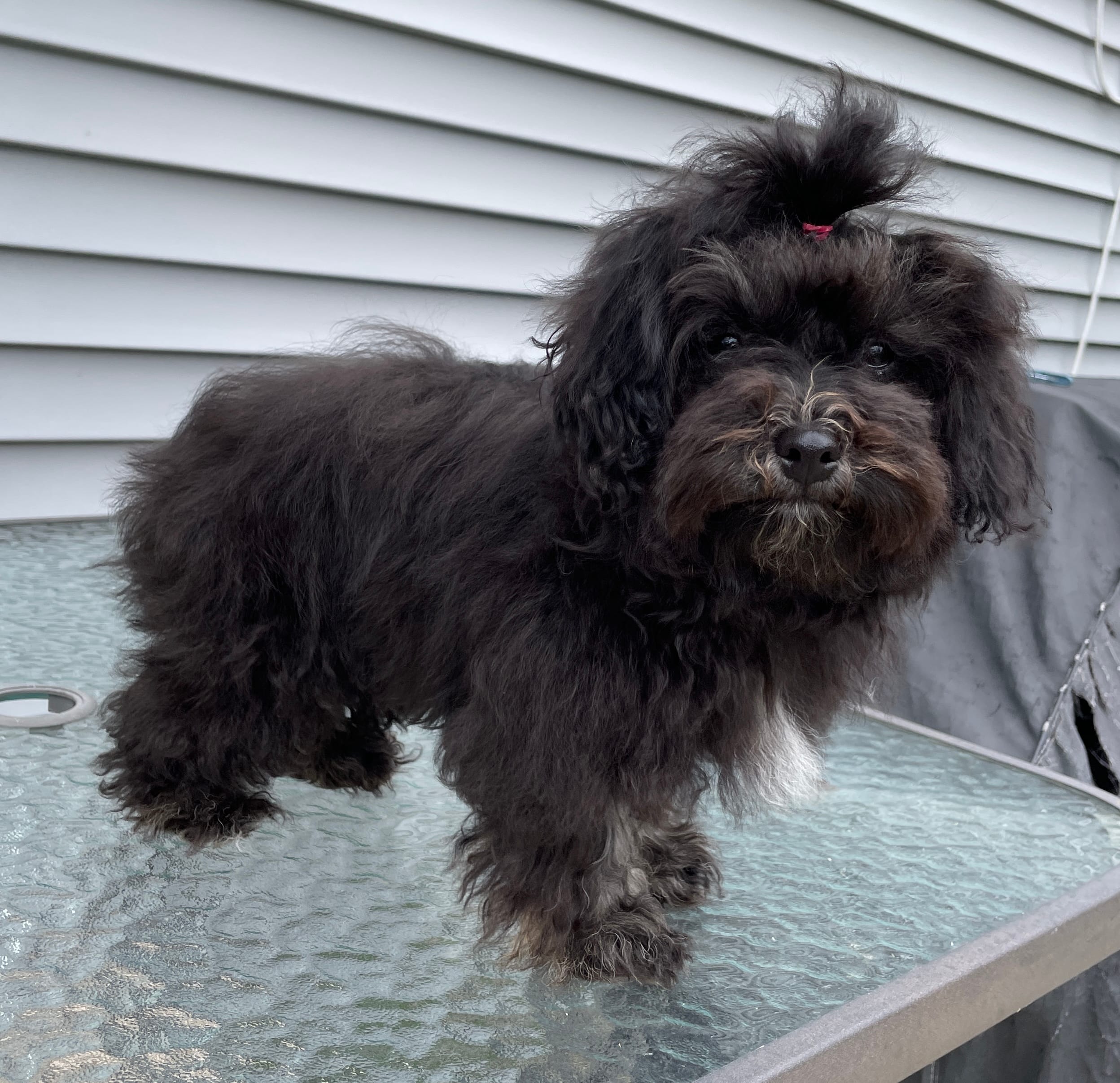 Lovie  – Havanese puppy for sale in Horseheads, NY