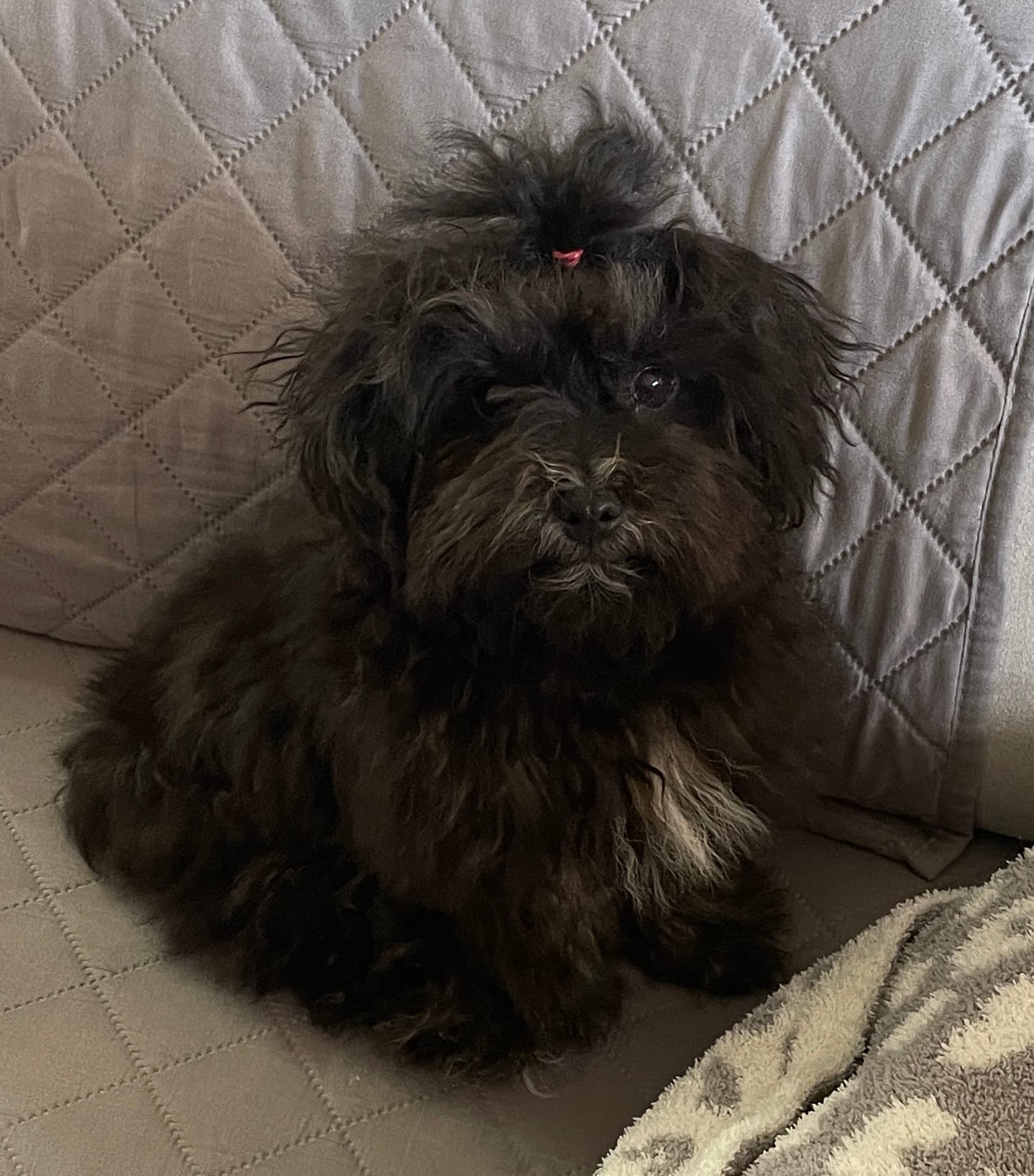 Lovie - Tiny – Havanese puppy for sale in Horseheads, NY