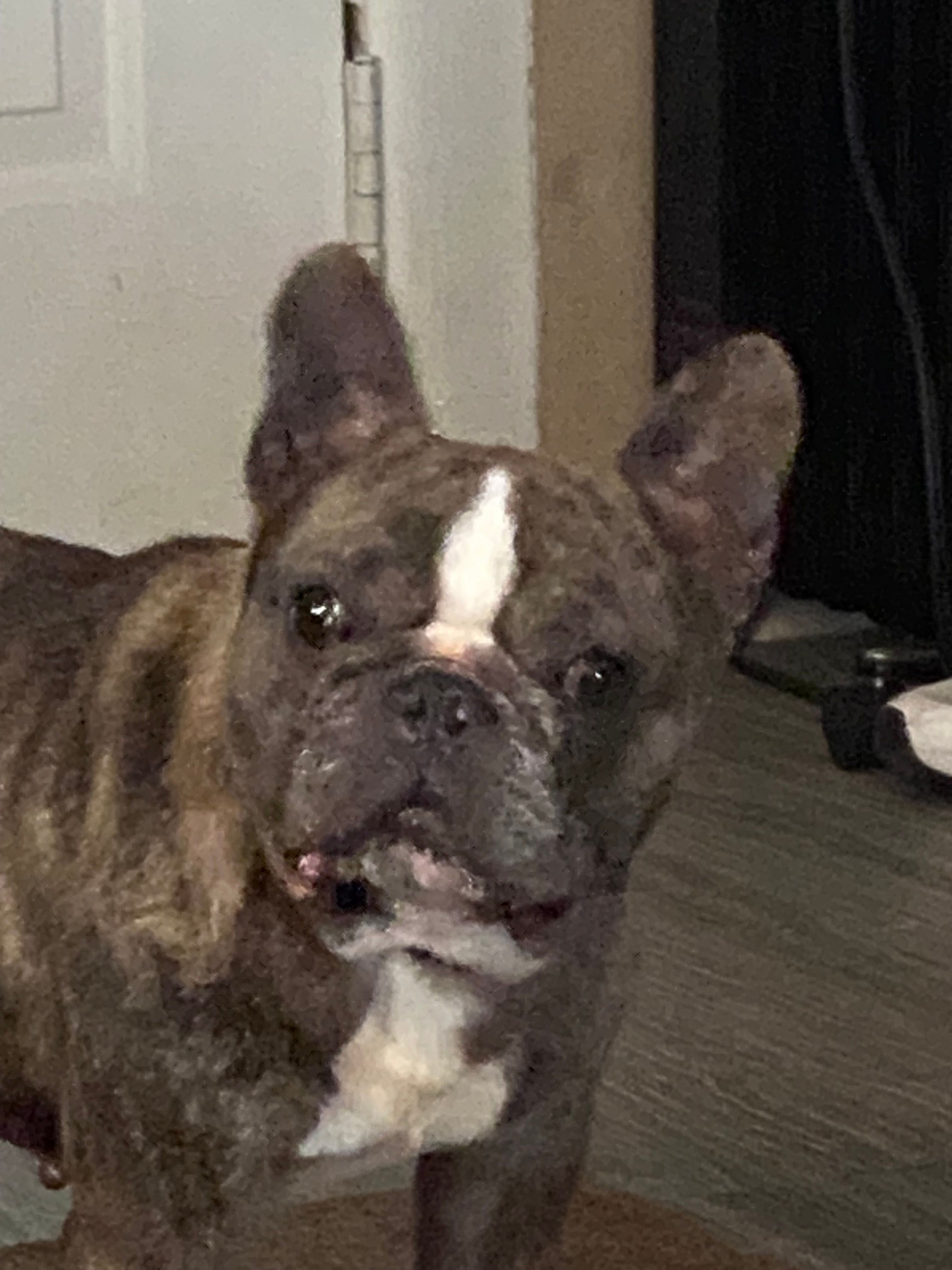 Hades – French Bulldog puppy for sale in Beaver Dam, KY