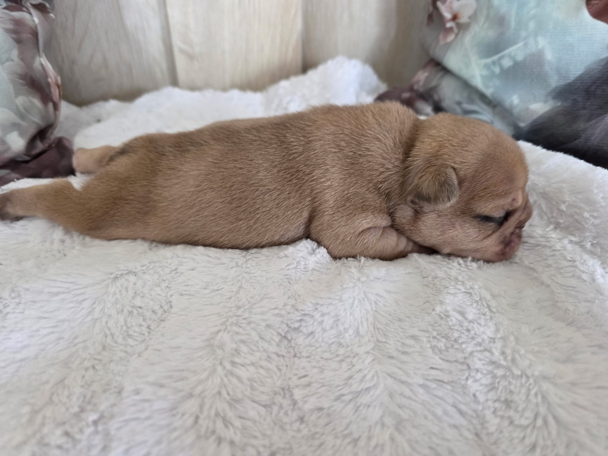 Jake – French Bulldog puppy for sale in Beaver Dam, KY