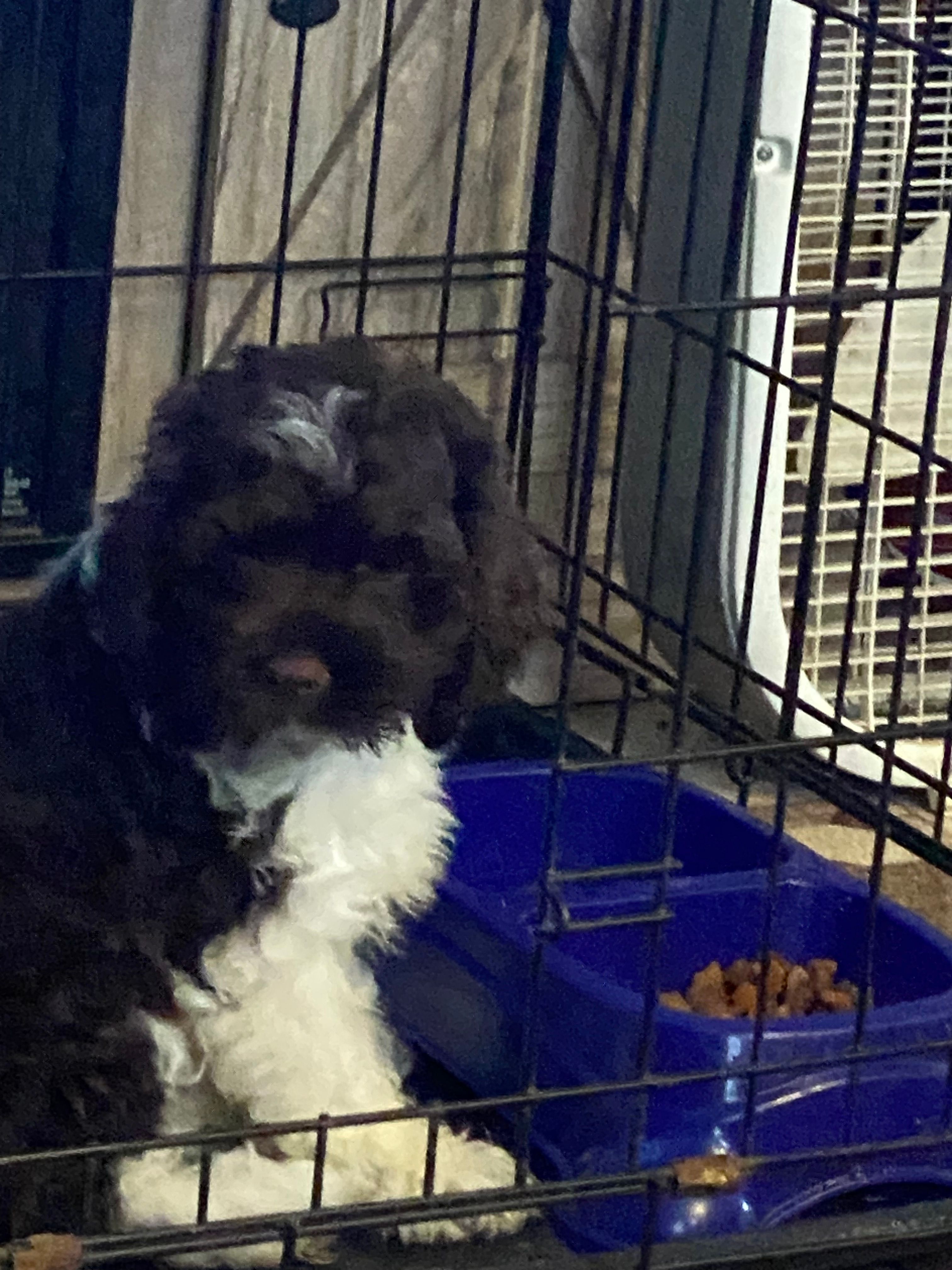 Rusty – Cockapoo puppy for sale in Beaver Dam, KY