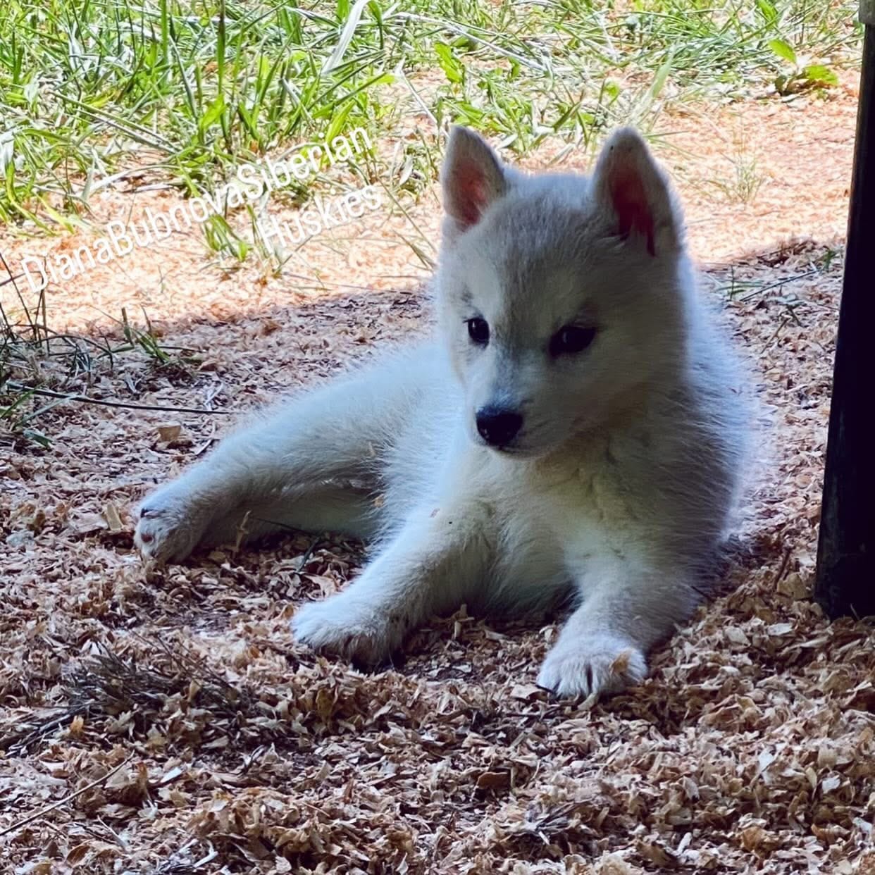 SILVER GIRL  – Siberian Husky puppy for sale in Greensboro, NC