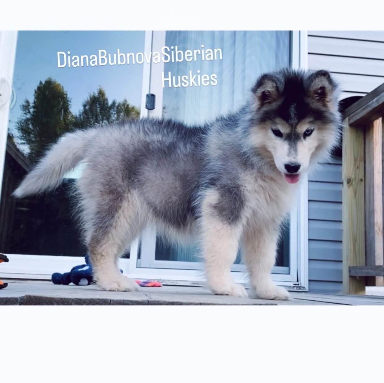 BLACK/WHITE GIRL  – Siberian Husky puppy for sale in Greensboro, NC