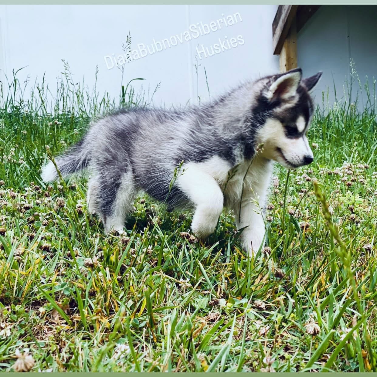 BLACK/WHITE GIRL  – Siberian Husky puppy for sale in Greensboro, NC
