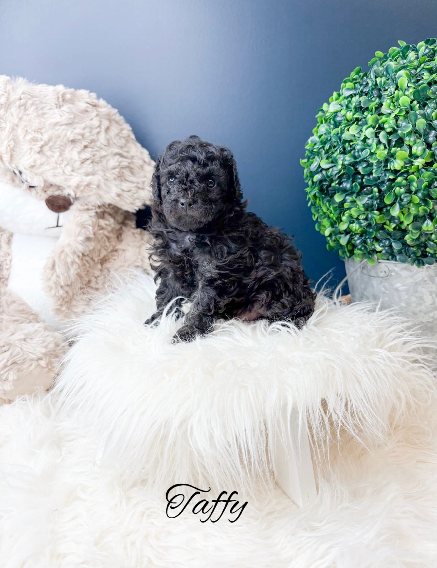 Taffy – Poodle - Toy  puppy for sale in Saginaw, MI