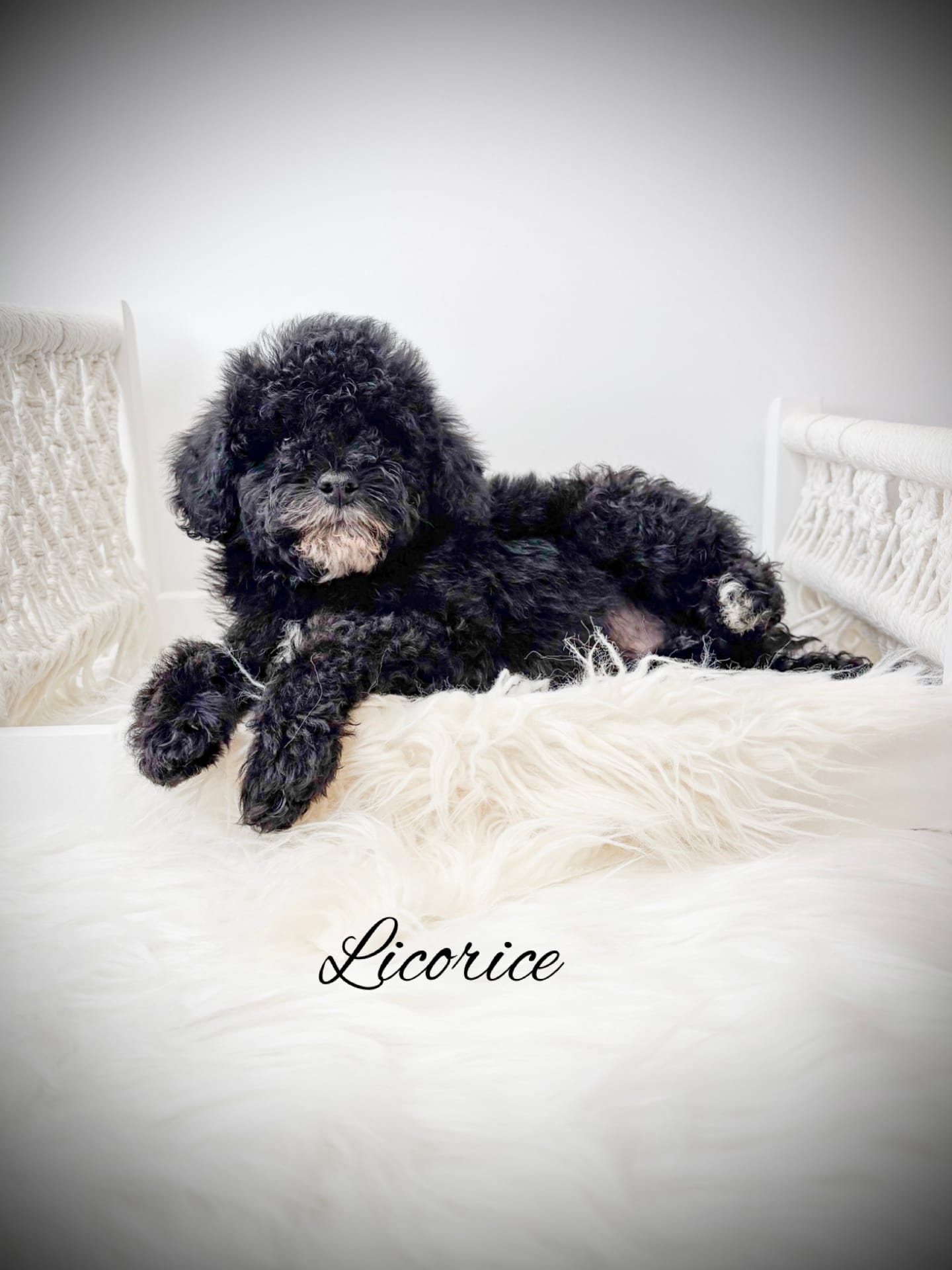 Licorice  – Poodle - Toy  puppy for sale in Saginaw, MI