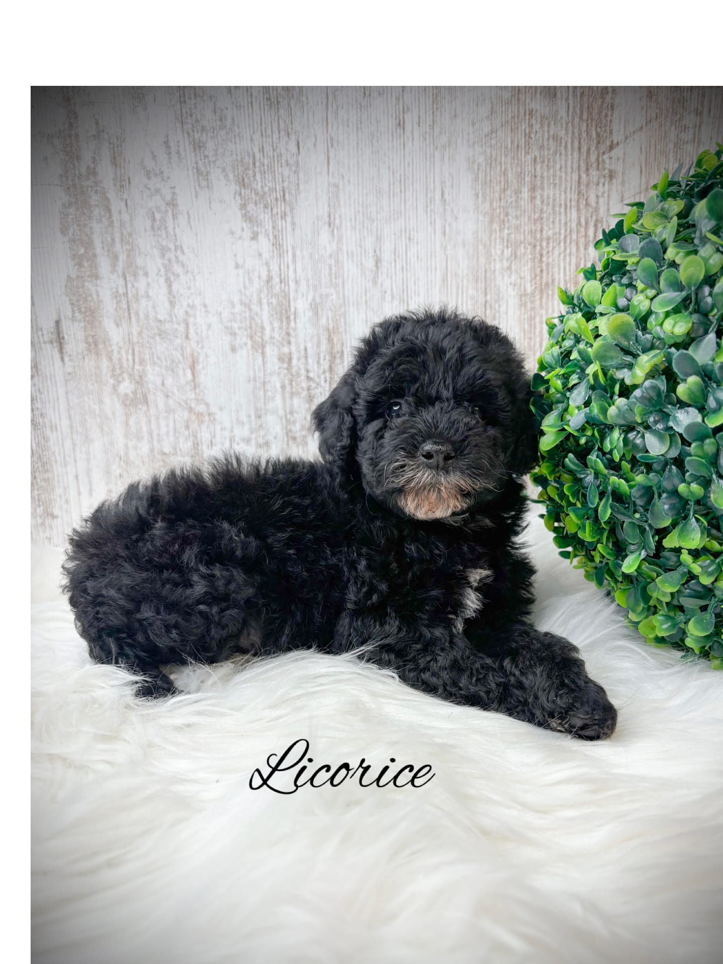 Licorice  – Poodle - Toy  puppy for sale in Saginaw, MI